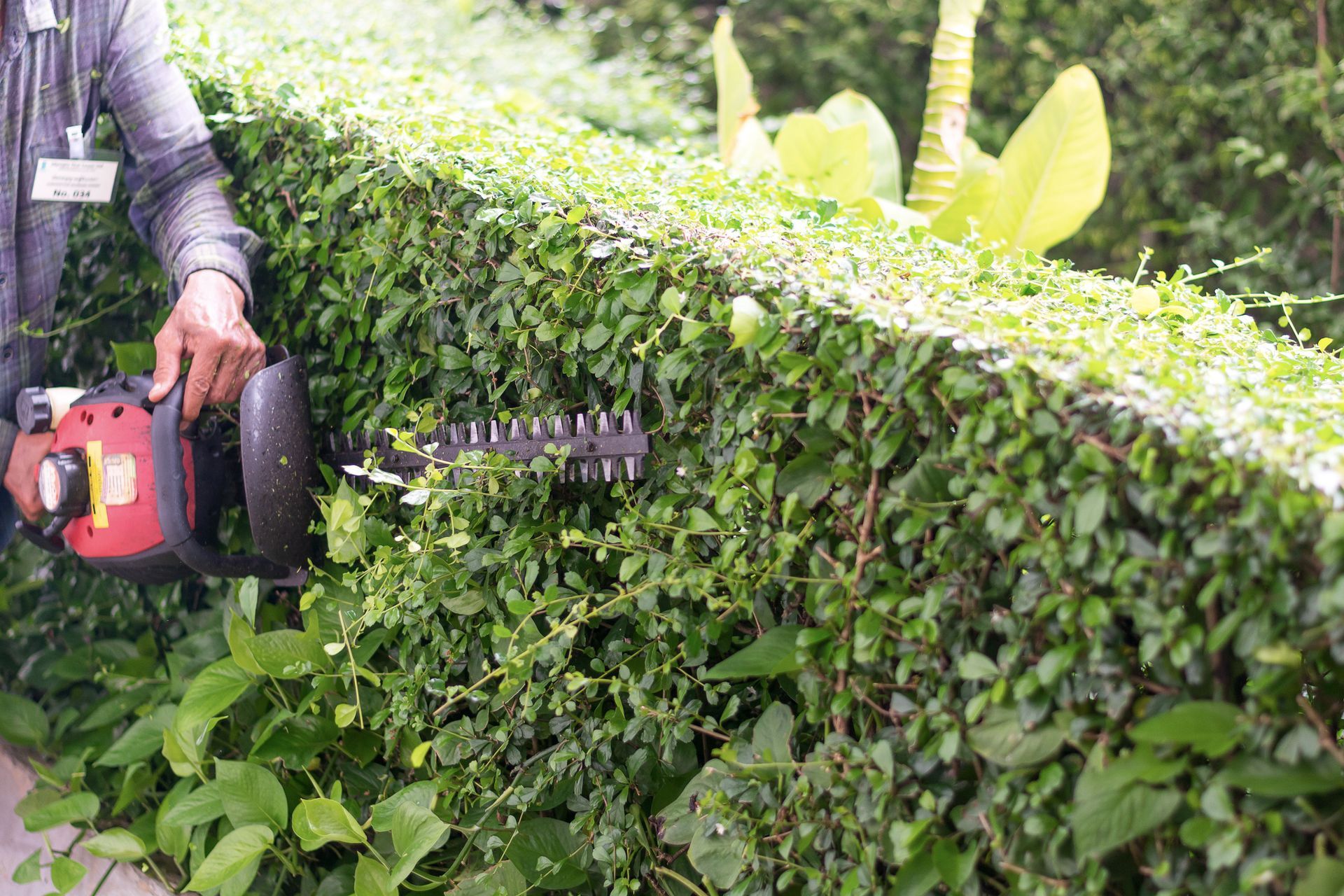 A man is cutting a hedge with a hedge trimmer.
