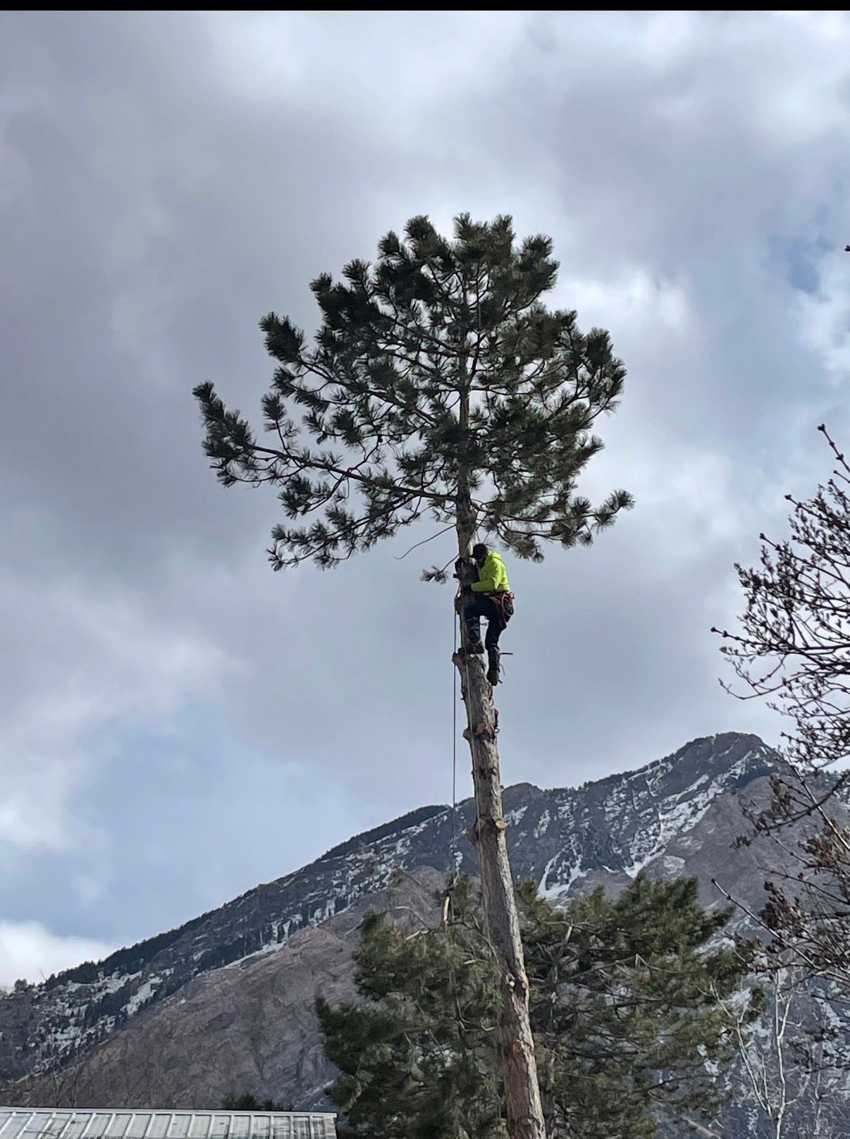 Arborist in safety gear atop tall tree, mountains in background, cloudy sky.