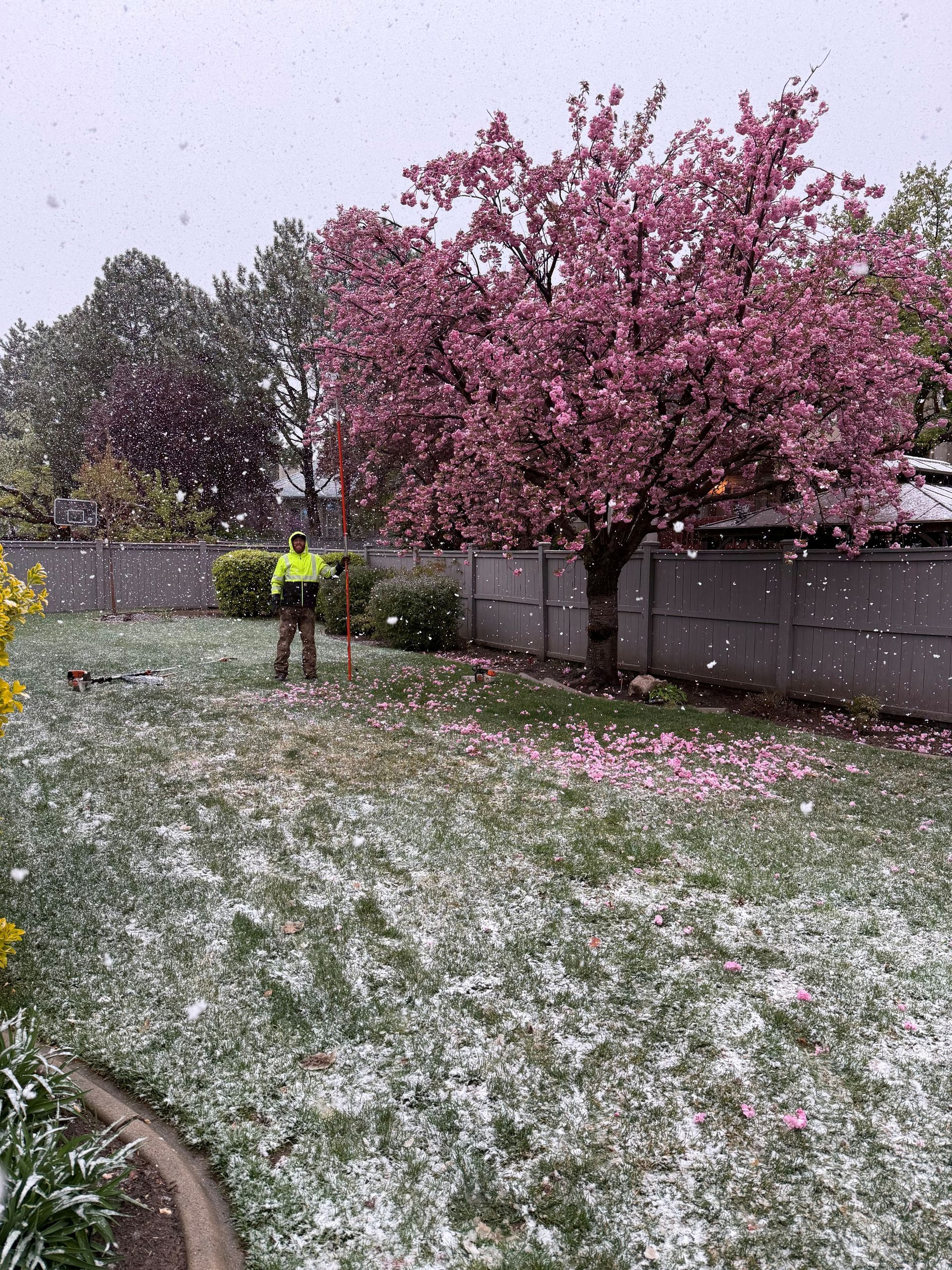 A person in a high-visibility jacket stands on a lawn covered in snow, near a blooming pink tree during a light snowfall.