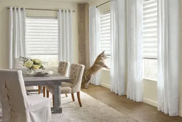 Cat jumping at a window with white curtains and blinds in a dining room.