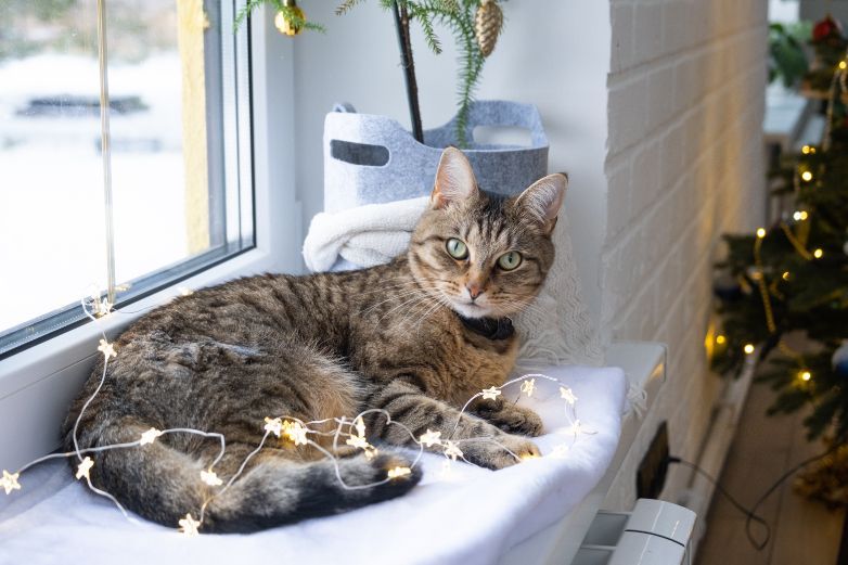 Tabby cat resting on a window sill, with string lights and Christmas decorations.