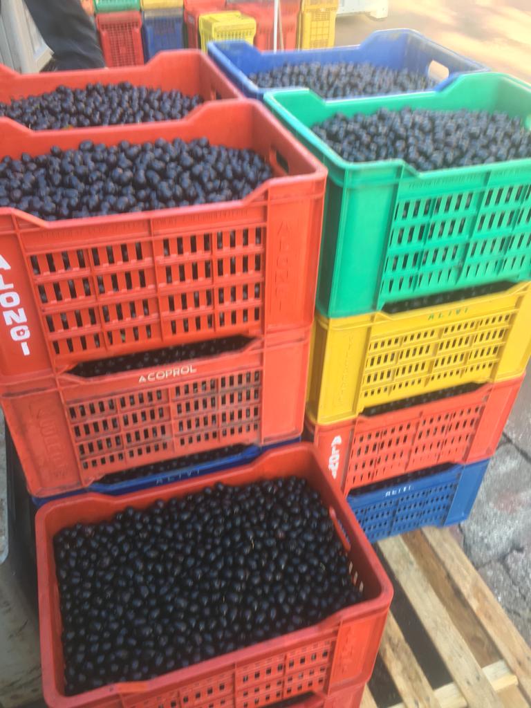 raccolta olive