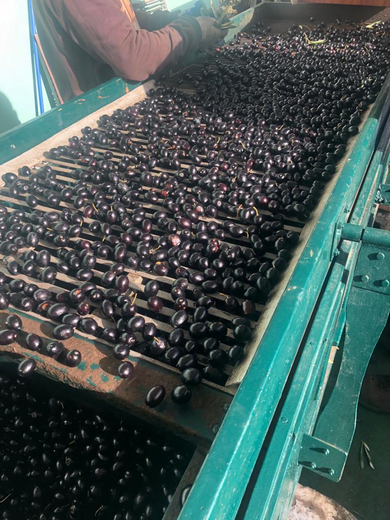 olive nere