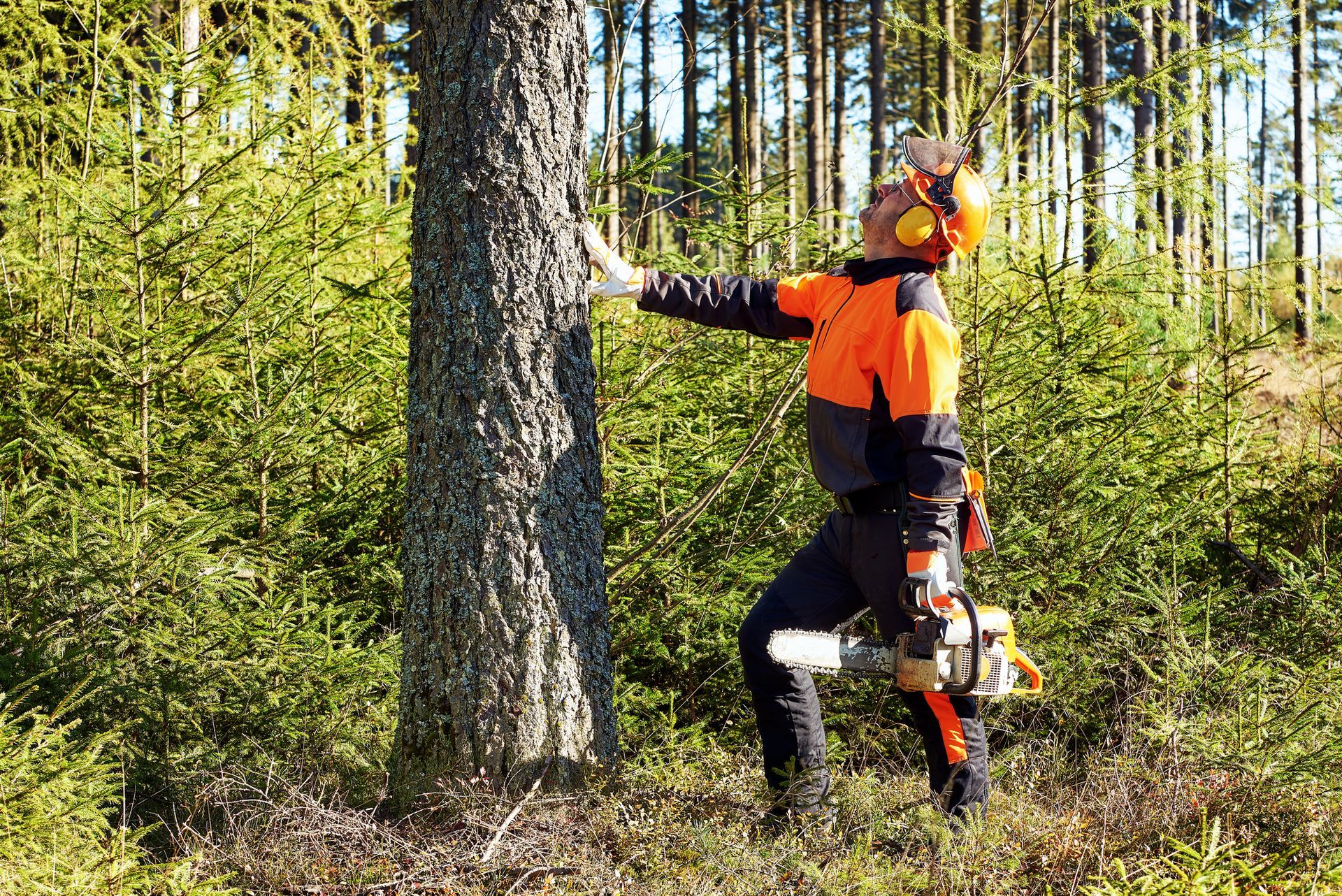 arboristi konsultatsioon