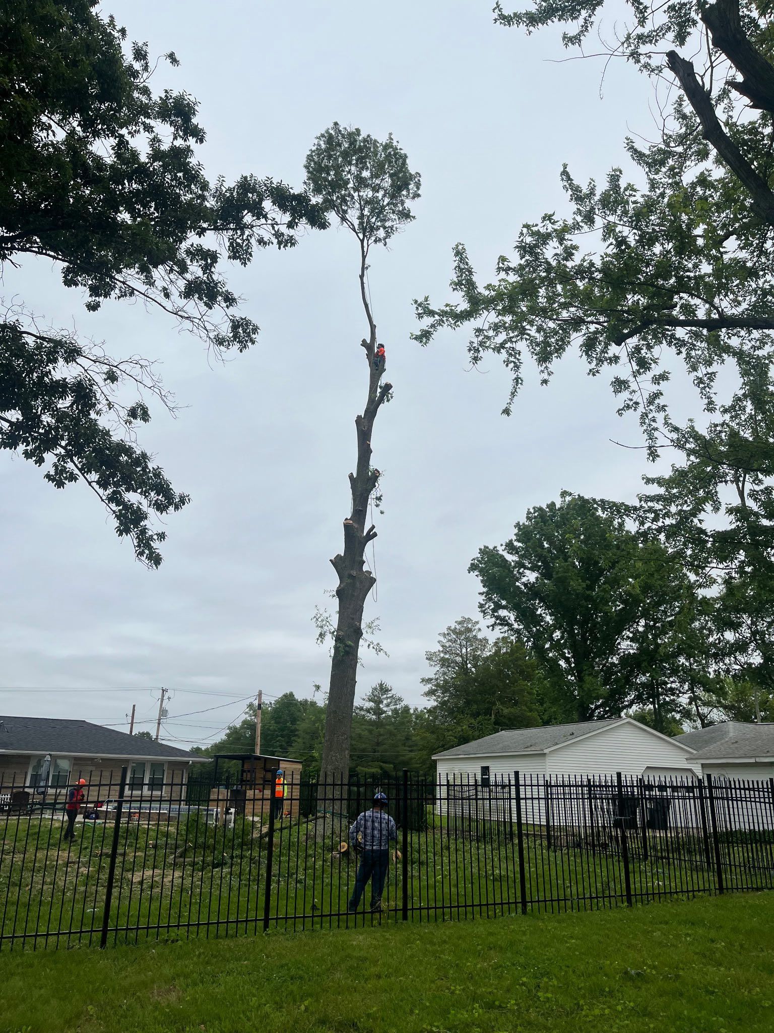 Man cutting branches from a tall tree. People and houses are in the background; a fence is in the foreground.