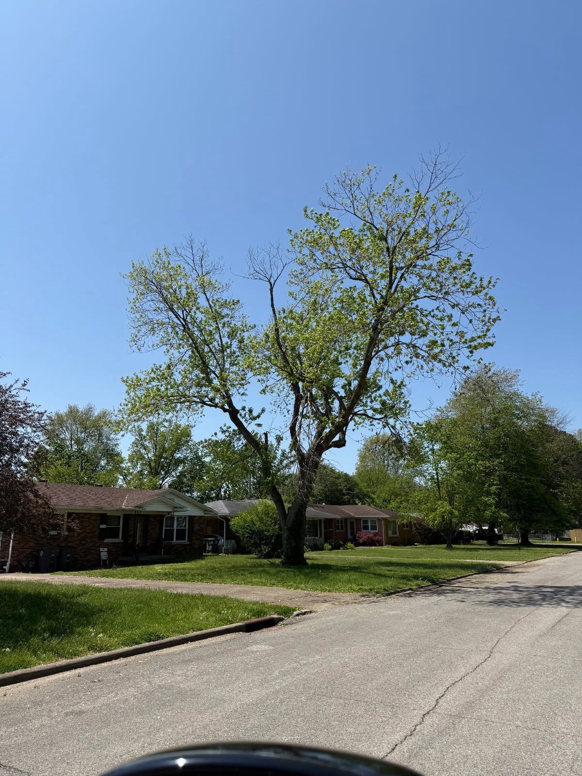 Tree with green leaves in front of houses on a sunny day.