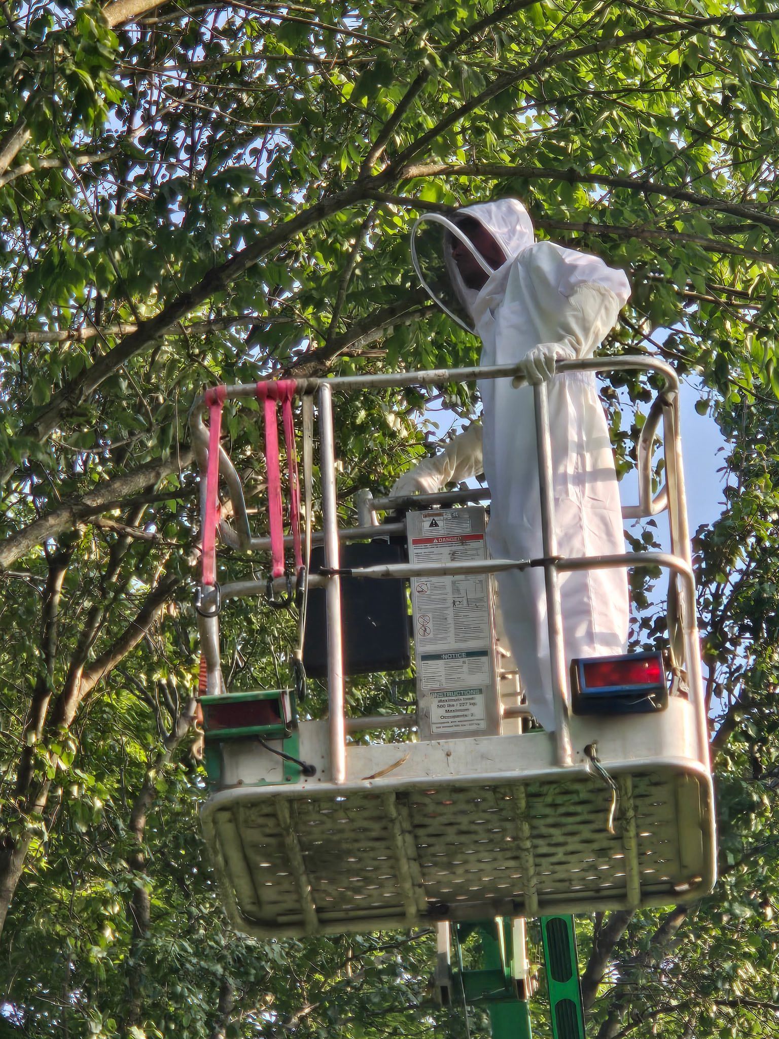Beekeeper in white protective suit, on a lift platform, inspecting a tree.