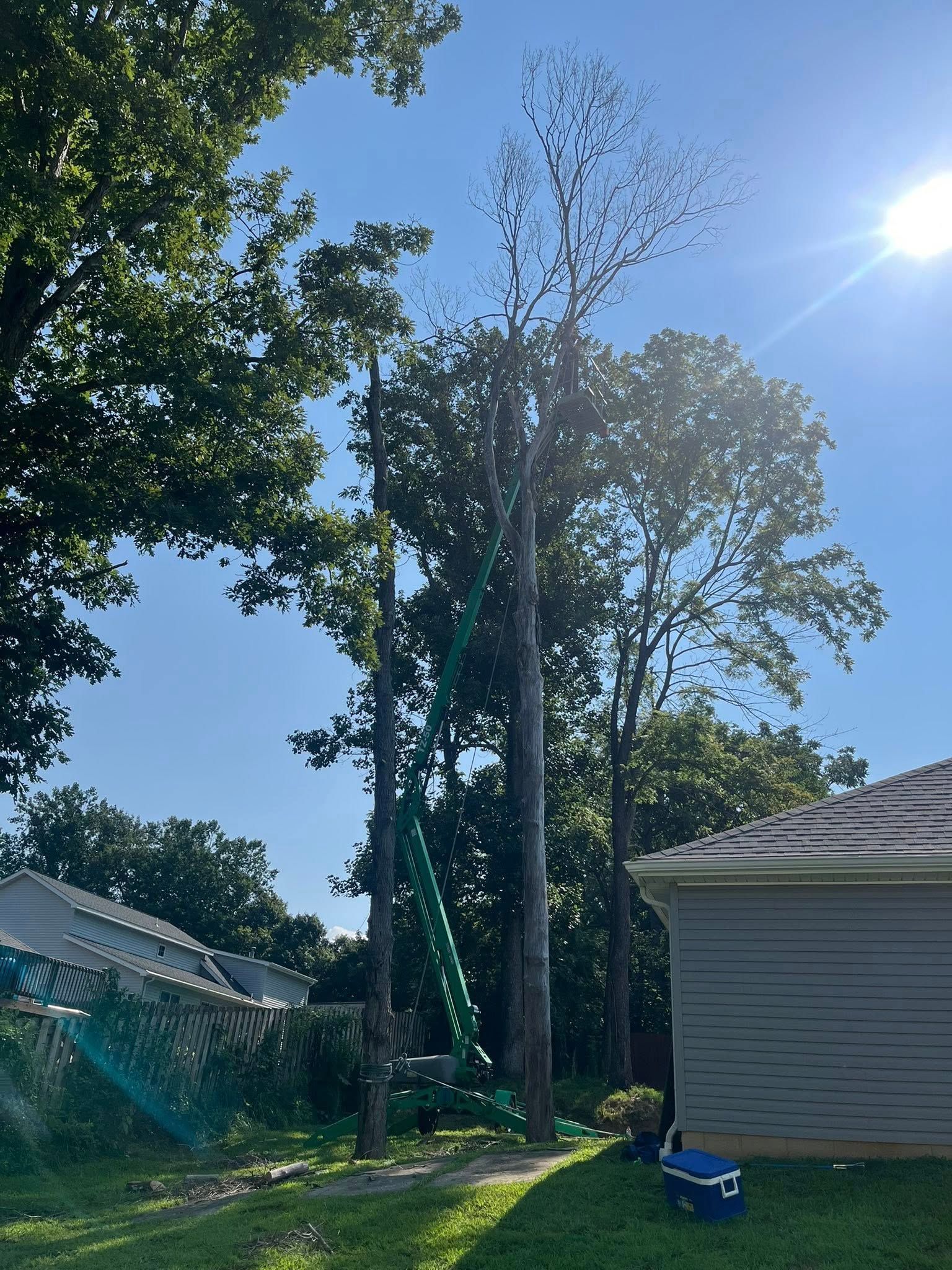 Tall trees being trimmed with a ladder and green rope on a sunny day. Houses visible in the background.