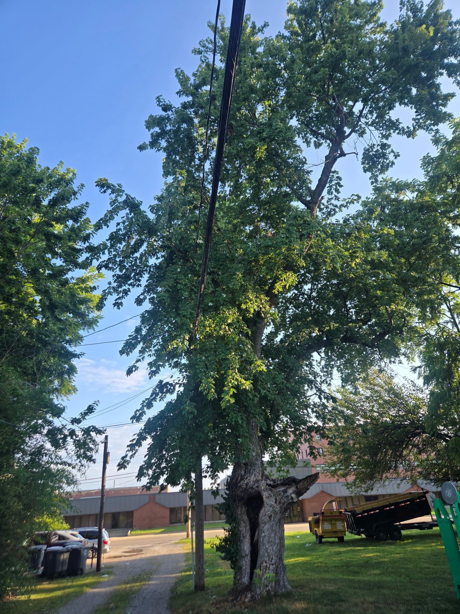 Tree with thick trunk, green leaves, and power lines against a blue sky. Gravel path and buildings in the background.