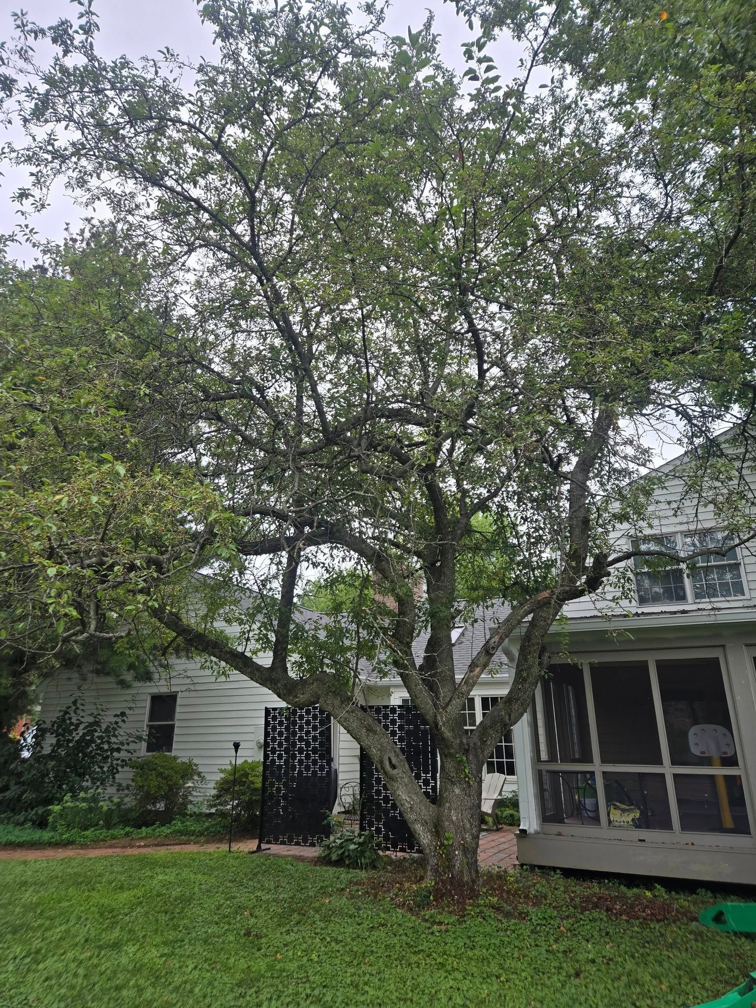 Mature tree in front yard, with a white house and porch in the background.