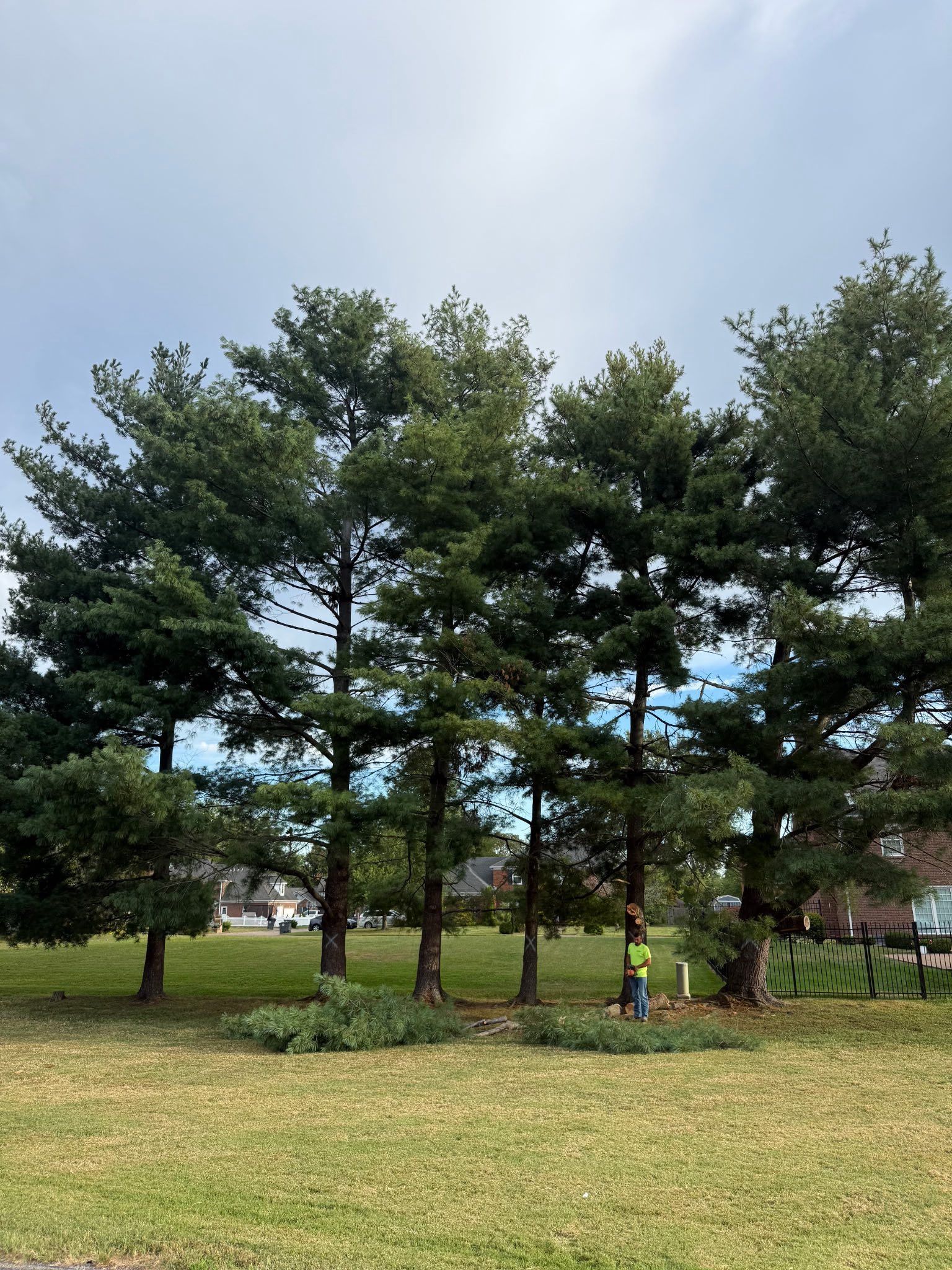 Trees being trimmed by a person in a yard, under a cloudy sky.
