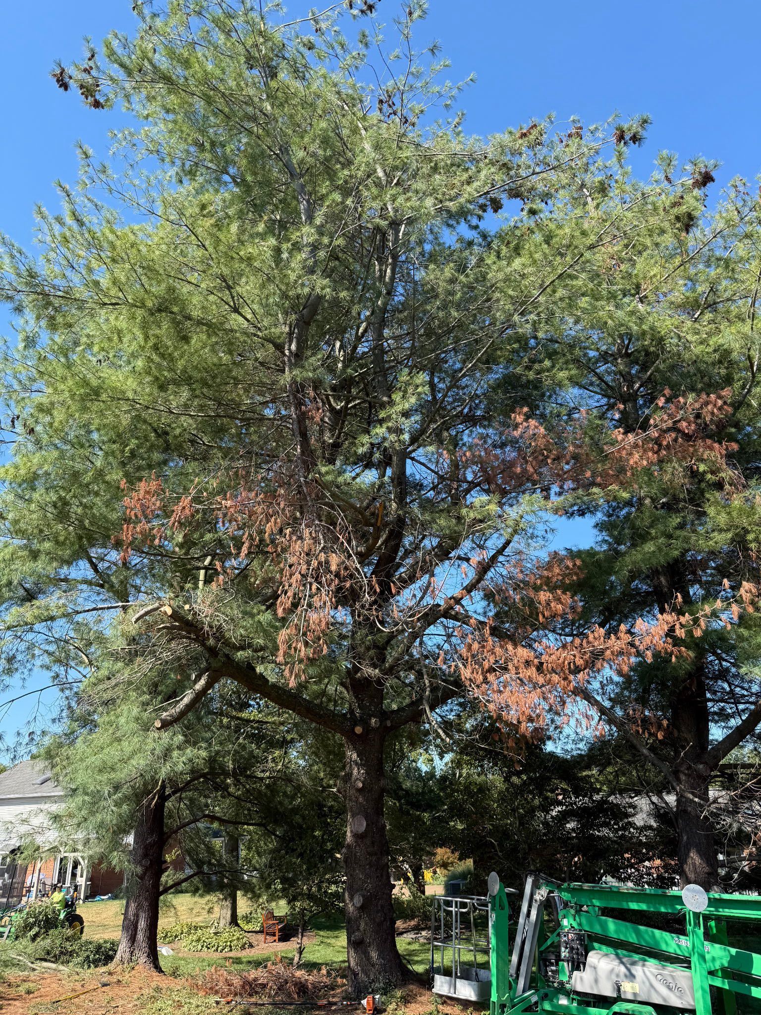 Tree with green and brown leaves, under a blue sky, in a yard.
