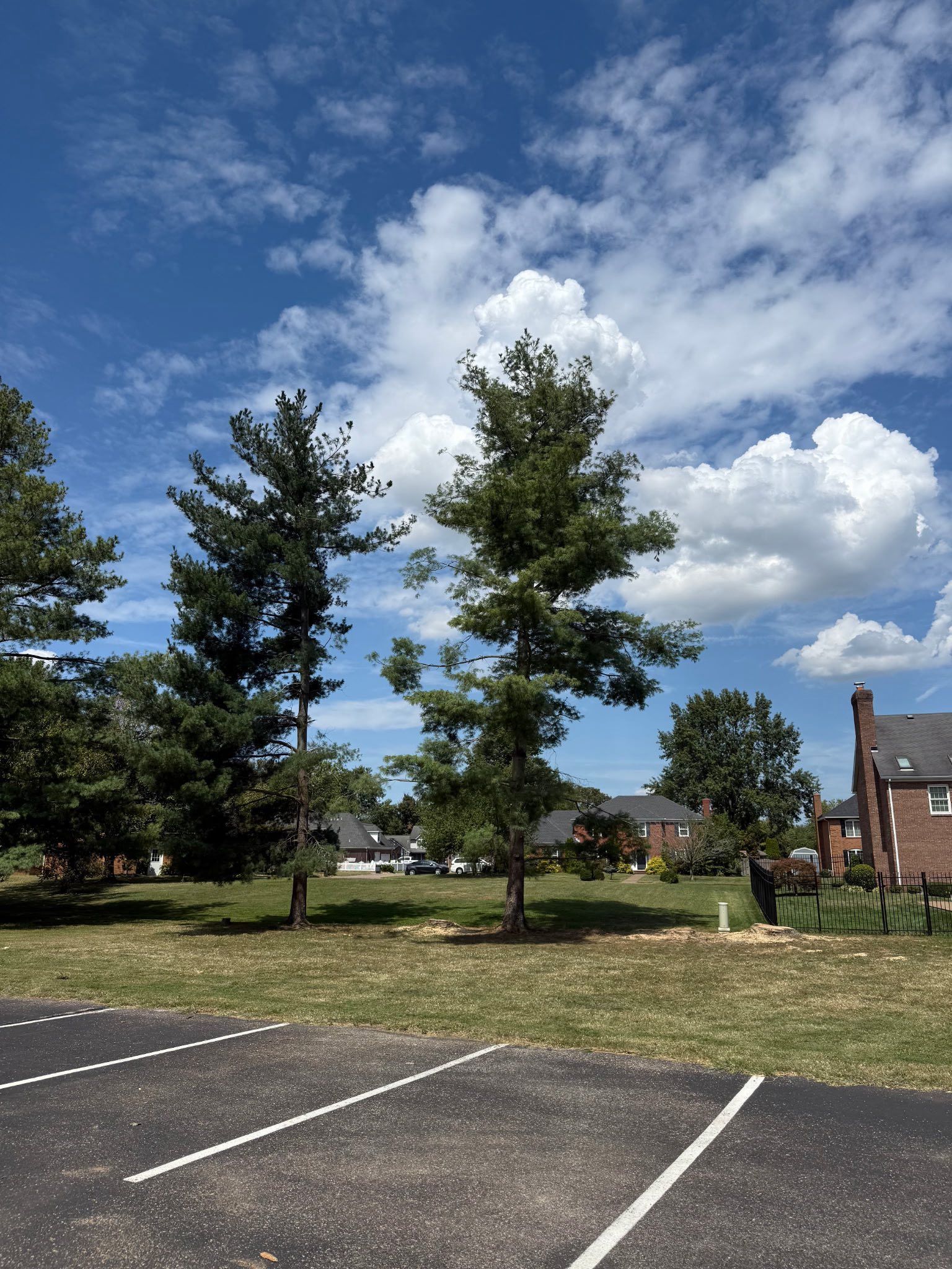 Trees in a grassy area with a blue sky and white clouds; a parking lot in the foreground.