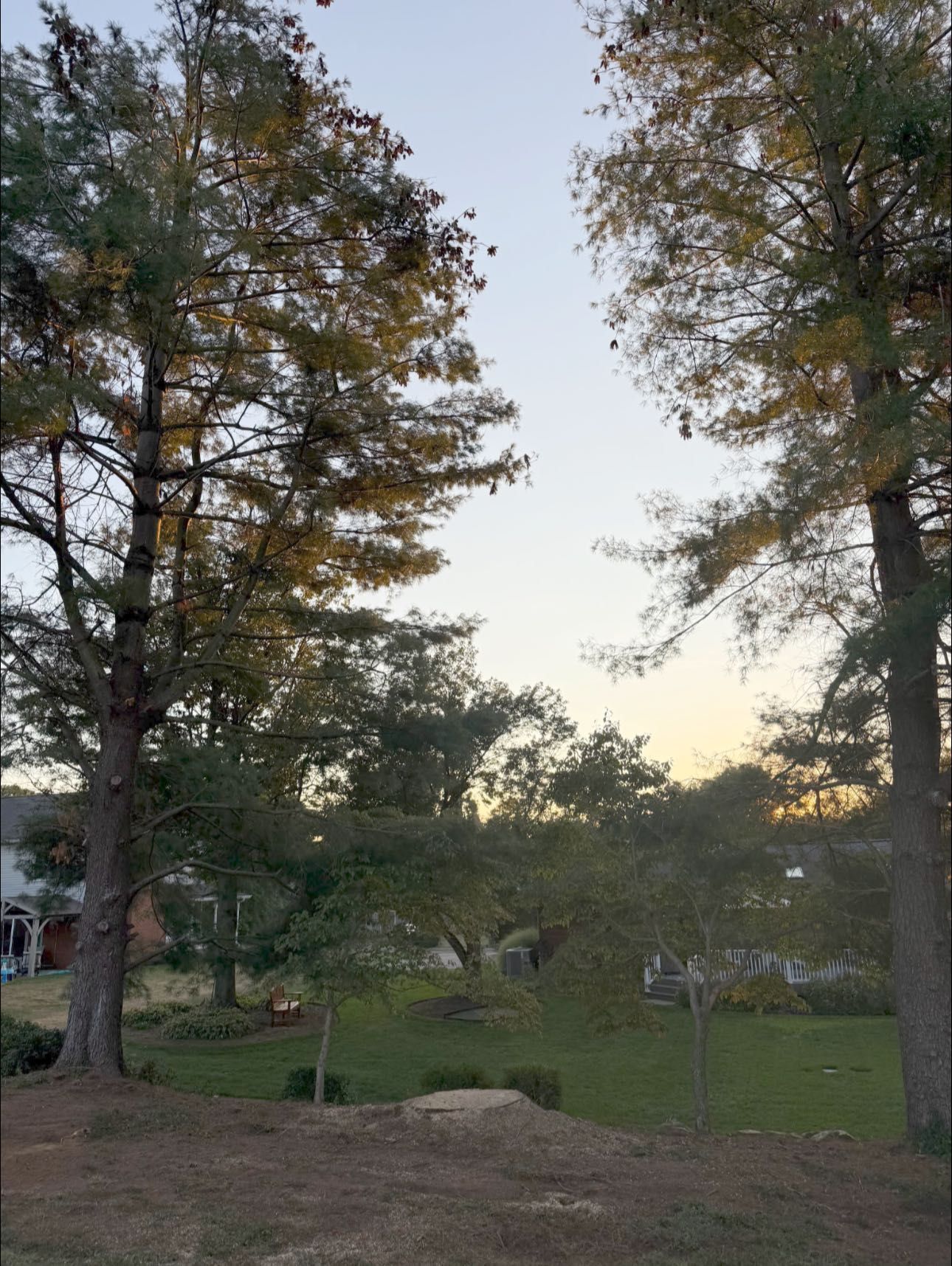 Two tall trees frame a view of a yard and houses against a light blue and yellow sky.