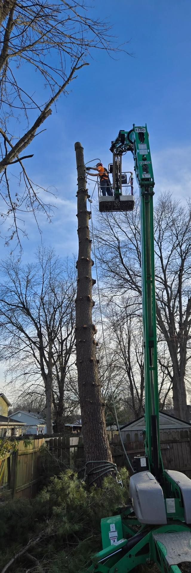 A worker in a lift basket is trimming a tall tree. Clear blue sky, green lift, bare trees.