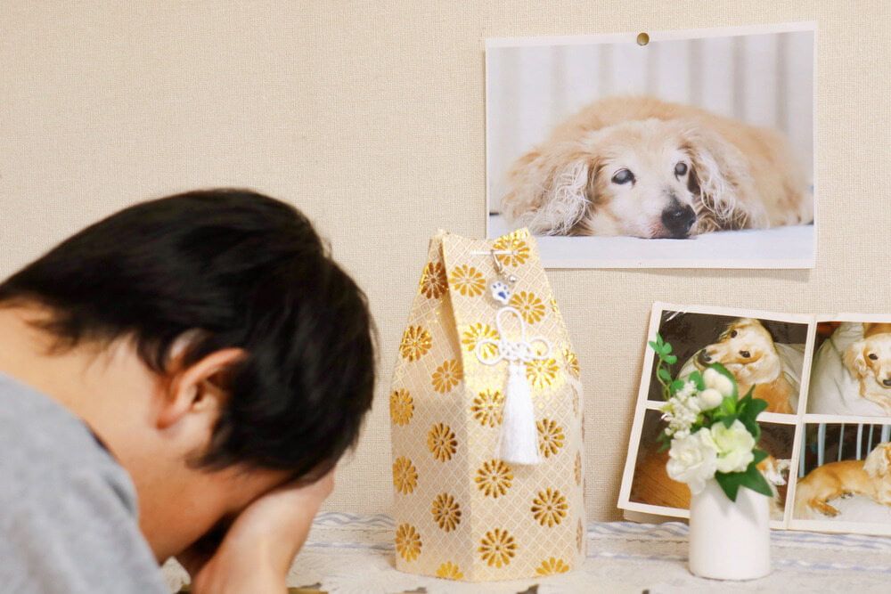 A Man is Sitting in Front of a Picture of a Dog — Pets Forever Cremations In Chermside, QLD