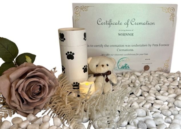 A Teddy Bear is Sitting Next to a Certificate of Cremation — Pets Forever Cremations In North Lakes, QLD