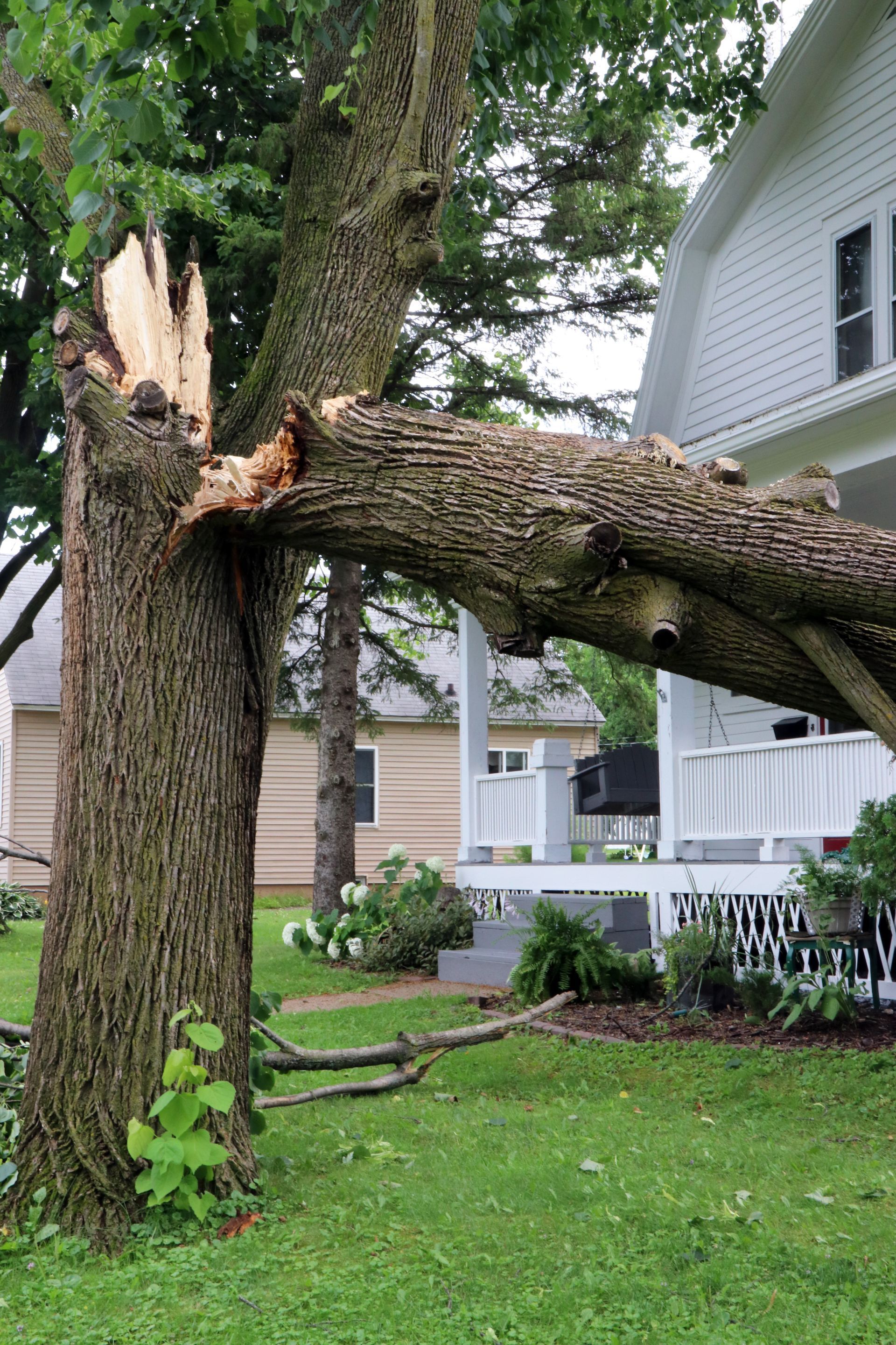Large tree trunk split by storm damage leaning toward a white house and porch in a yard