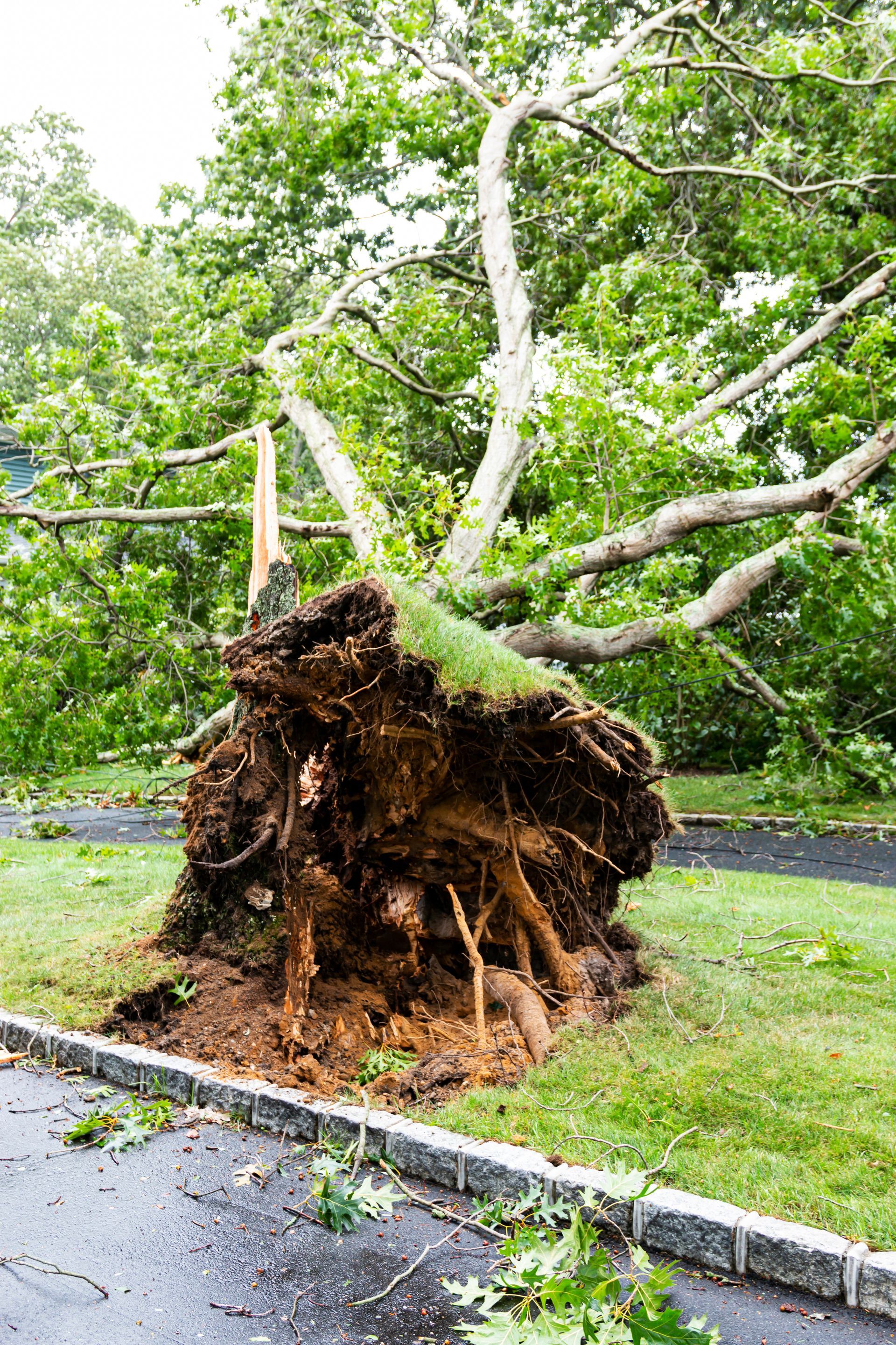 Uprooted tree with exposed roots on a grassy roadside after a storm, with fallen branches around it