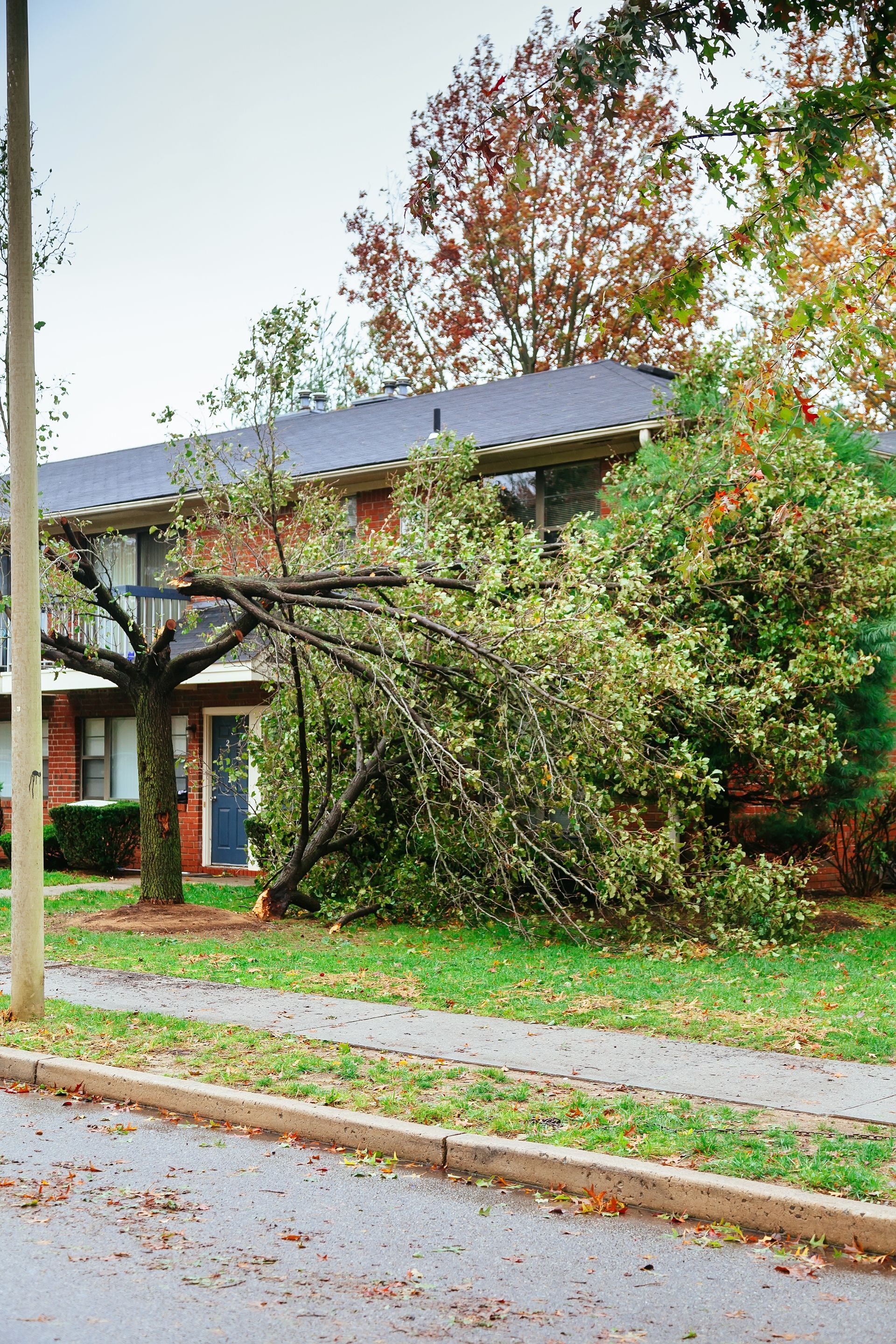 House partly hidden by overgrown trees and bushes beside a sidewalk on a quiet street.