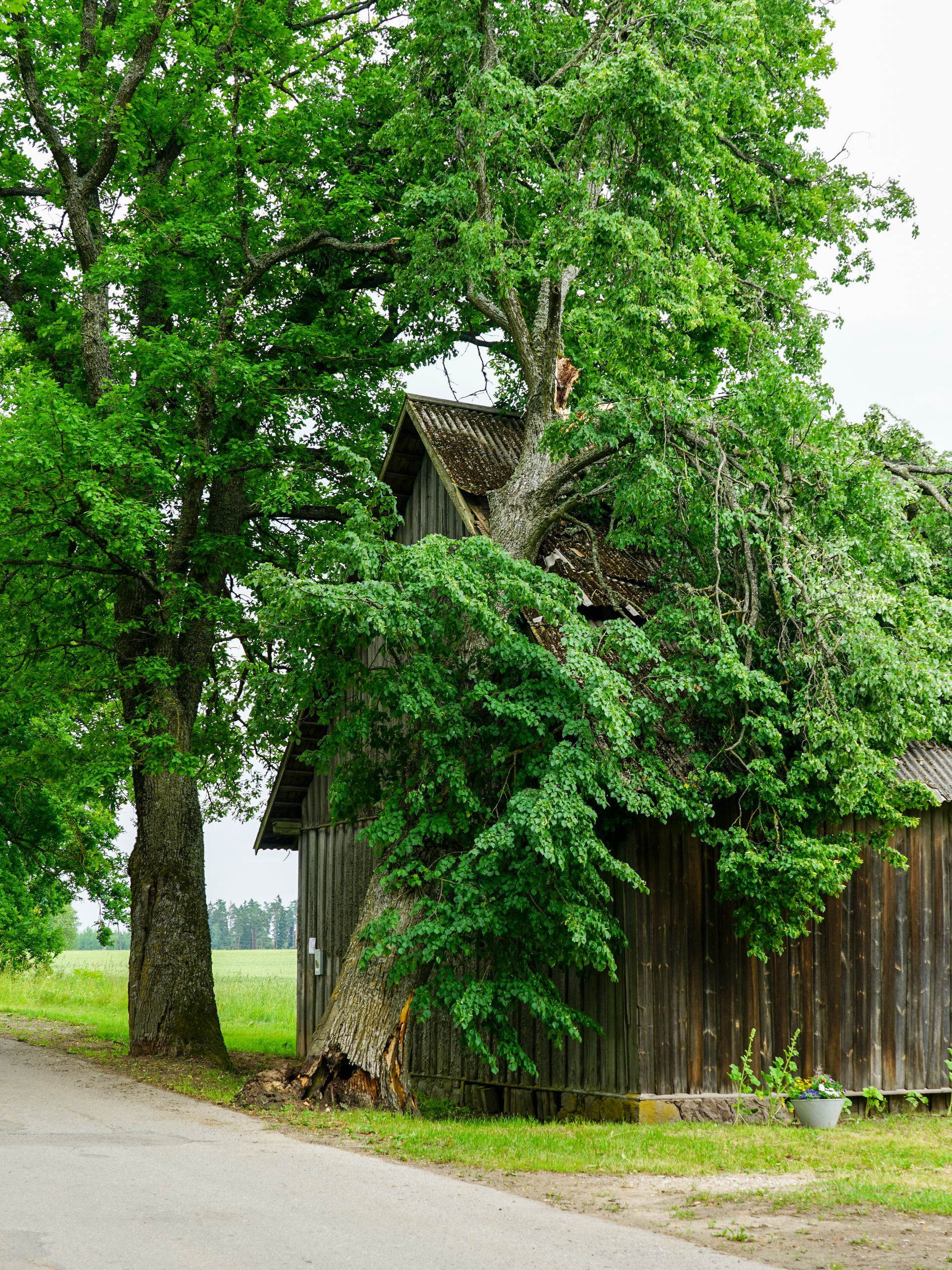 Rustic wooden barn beside a road, partly hidden by lush green trees and vines.