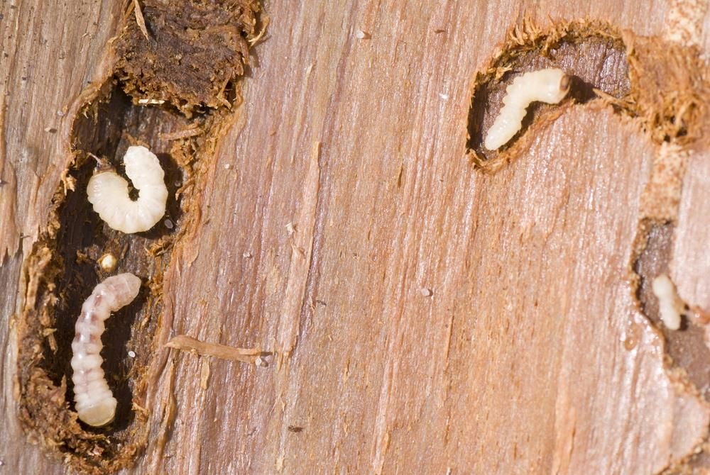 Wood with several wood borer larvae in excavated tunnels.