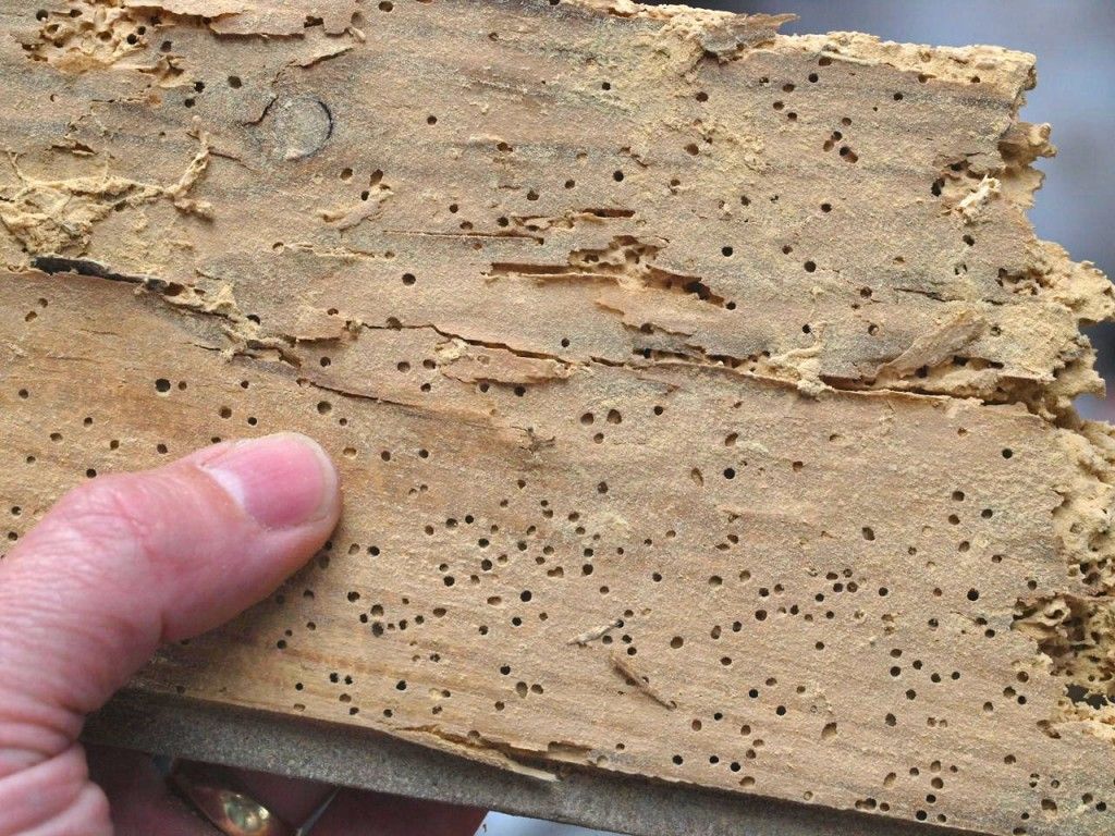 Hand holding a piece of wood riddled with small holes, possibly due to insect damage.