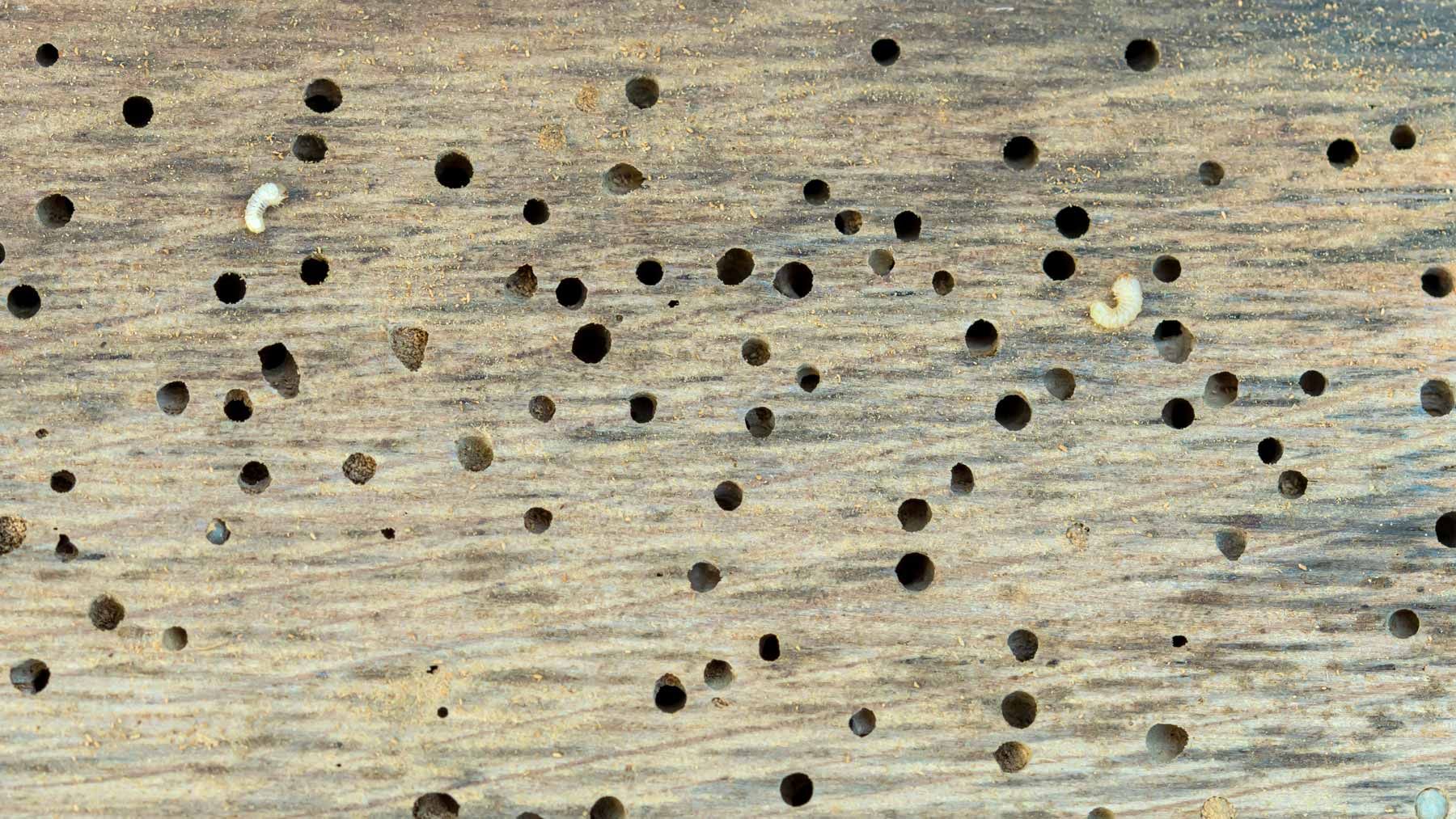 Wood surface riddled with numerous small, dark holes, with visible woodworm larvae.