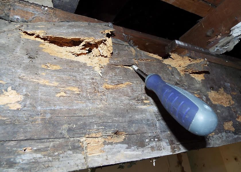 A screwdriver pokes at damaged, crumbling wood in a dark attic.