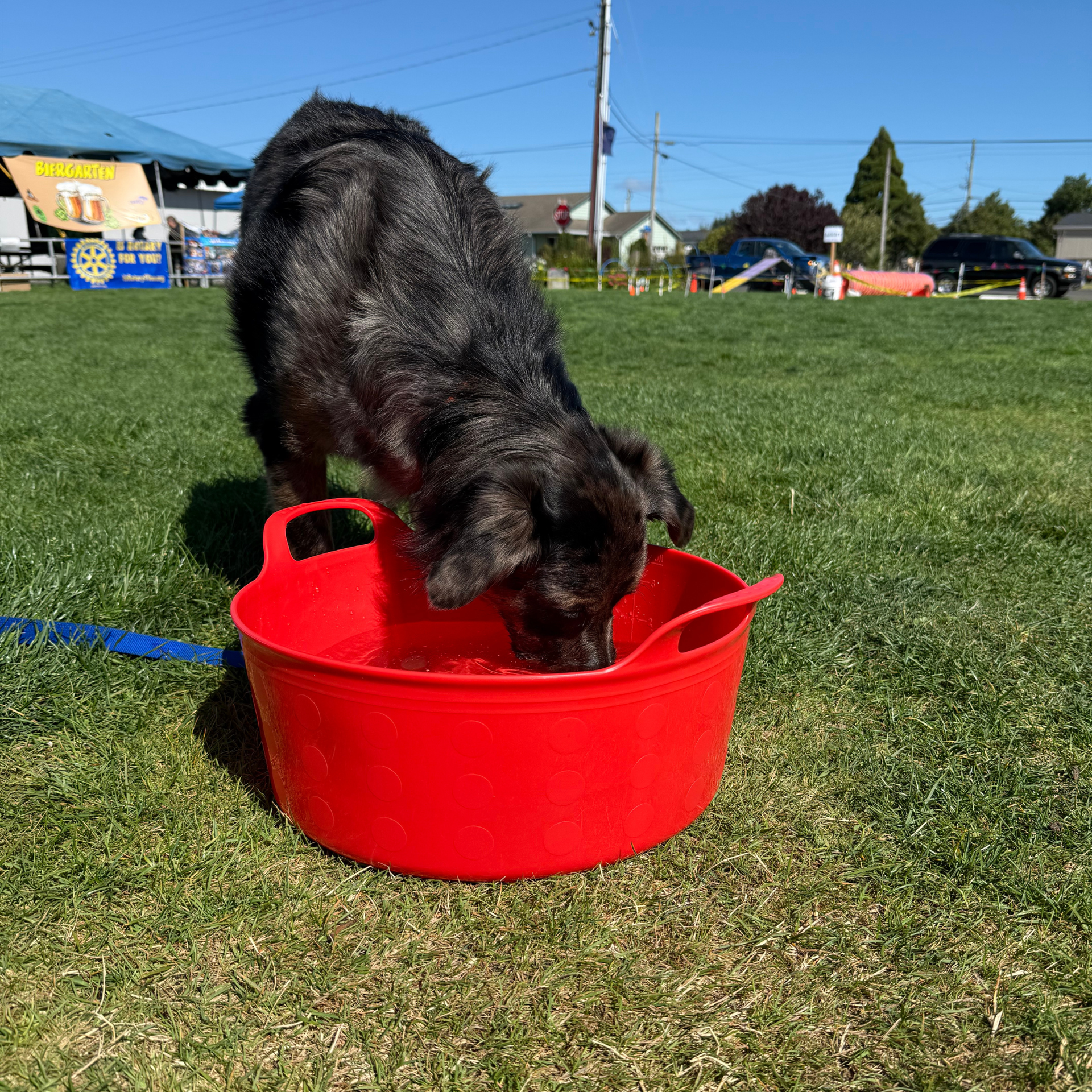 Black dog drinking from a red bucket on grass at an outdoor event