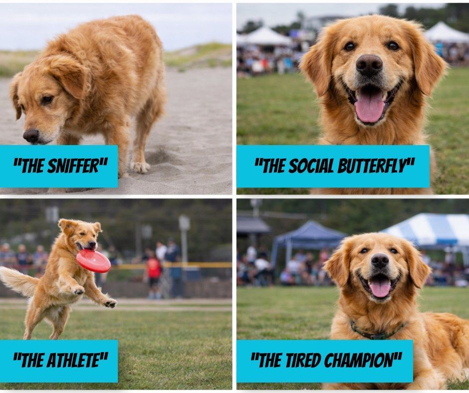 Four-panel collage of a golden retriever at a dog park: sniffing, smiling, catching a frisbee, and resting.