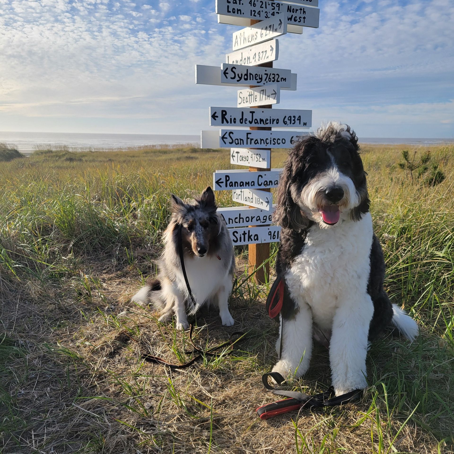 Two black-and-white dogs sitting by a signpost in a grassy field under a bright sky.