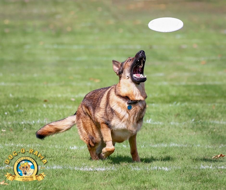 Brown dog leaping on grass, mouth open, chasing a white frisbee