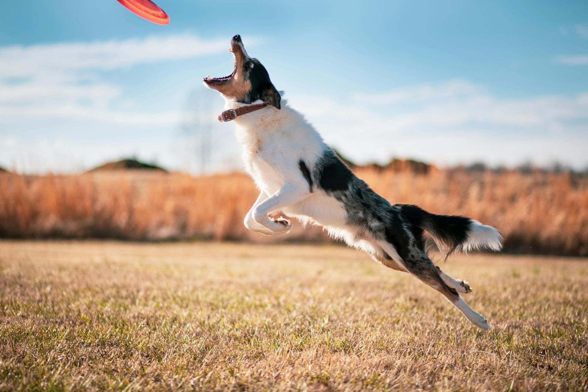 Black-and-white dog leaping to catch a red frisbee in a grassy field under a blue sky