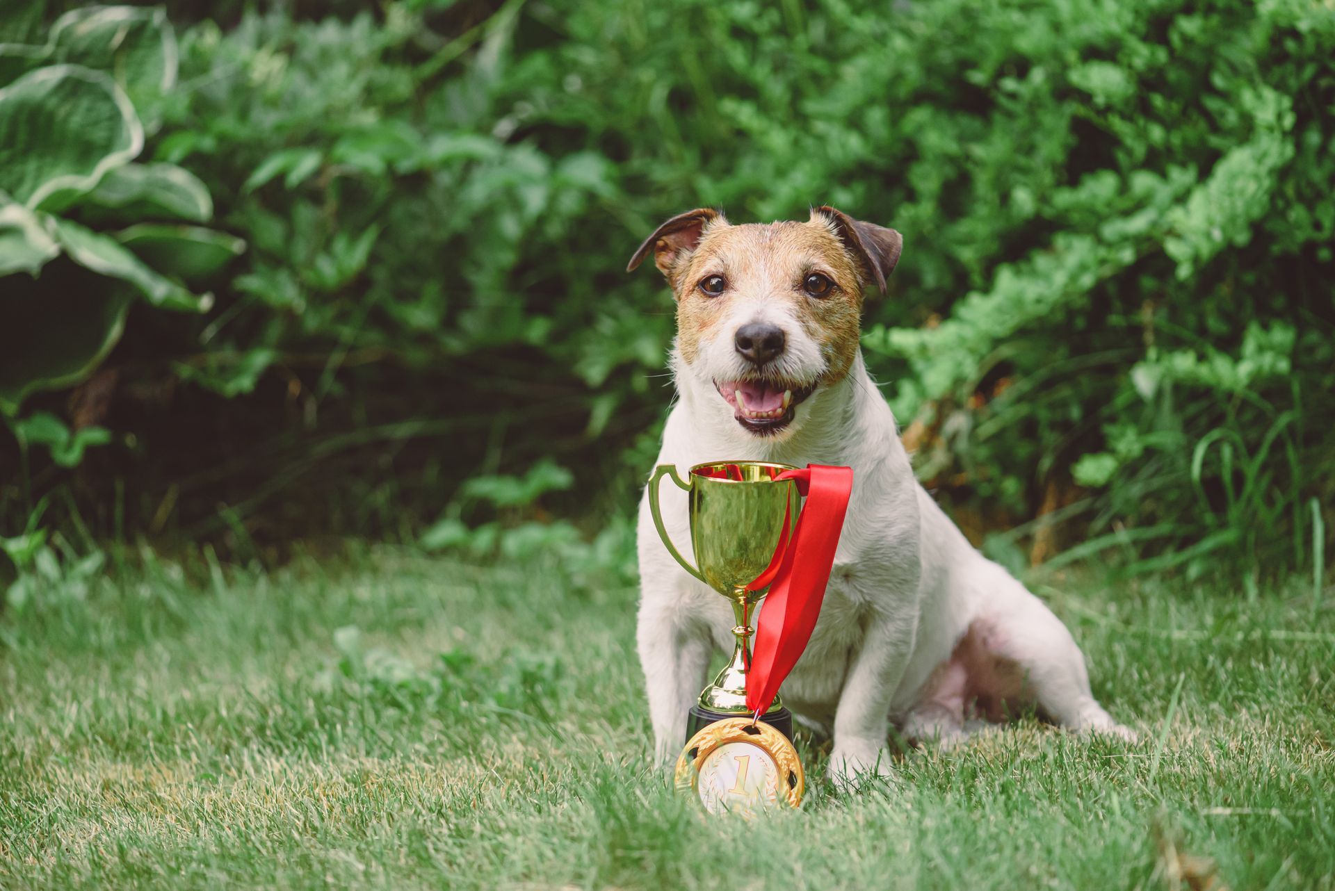 Small white dog sitting on grass with a gold trophy and red ribbon, outdoors in front of greenery