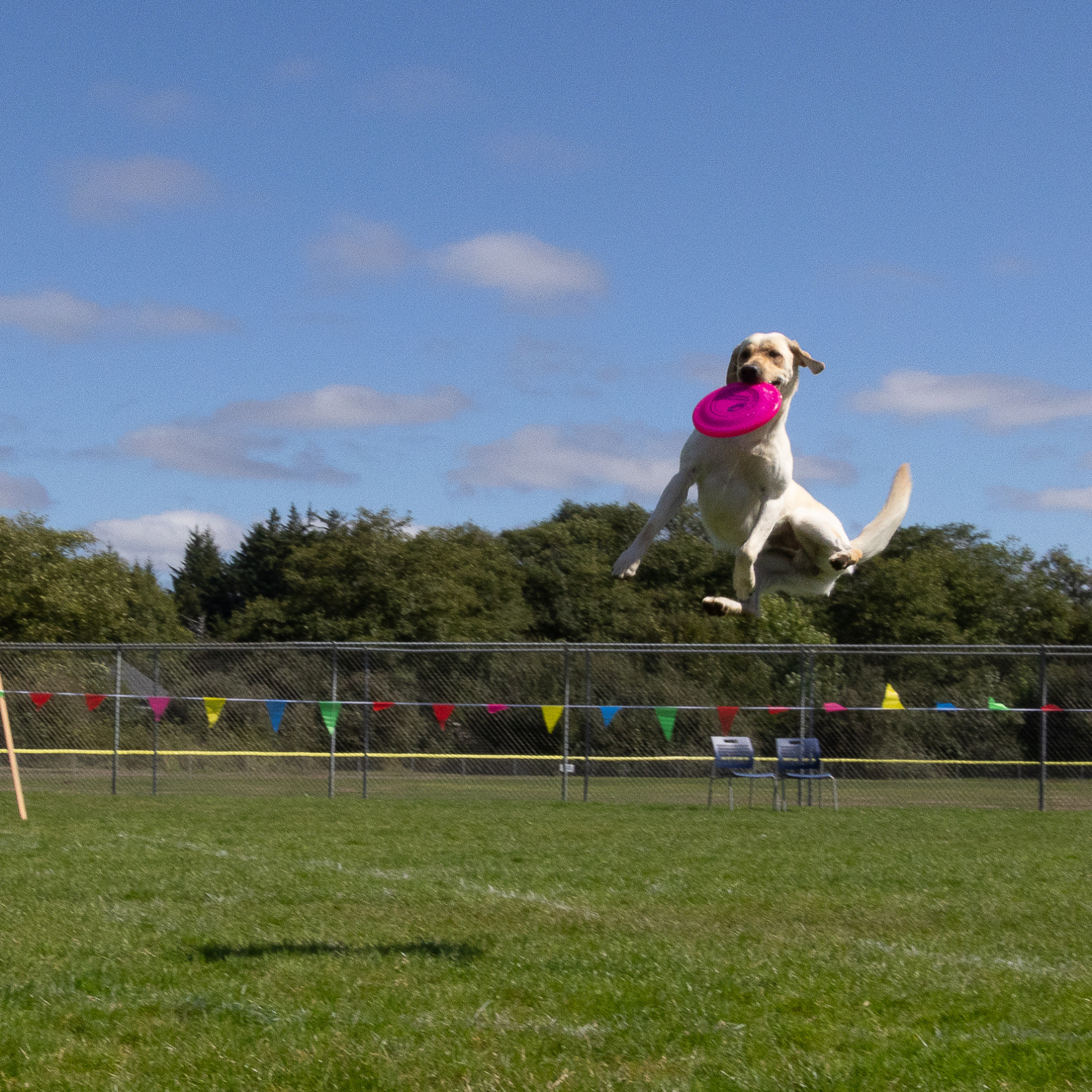 Dog leaping high over a fence in a grassy field, wearing a bright pink disc against a blue sky.