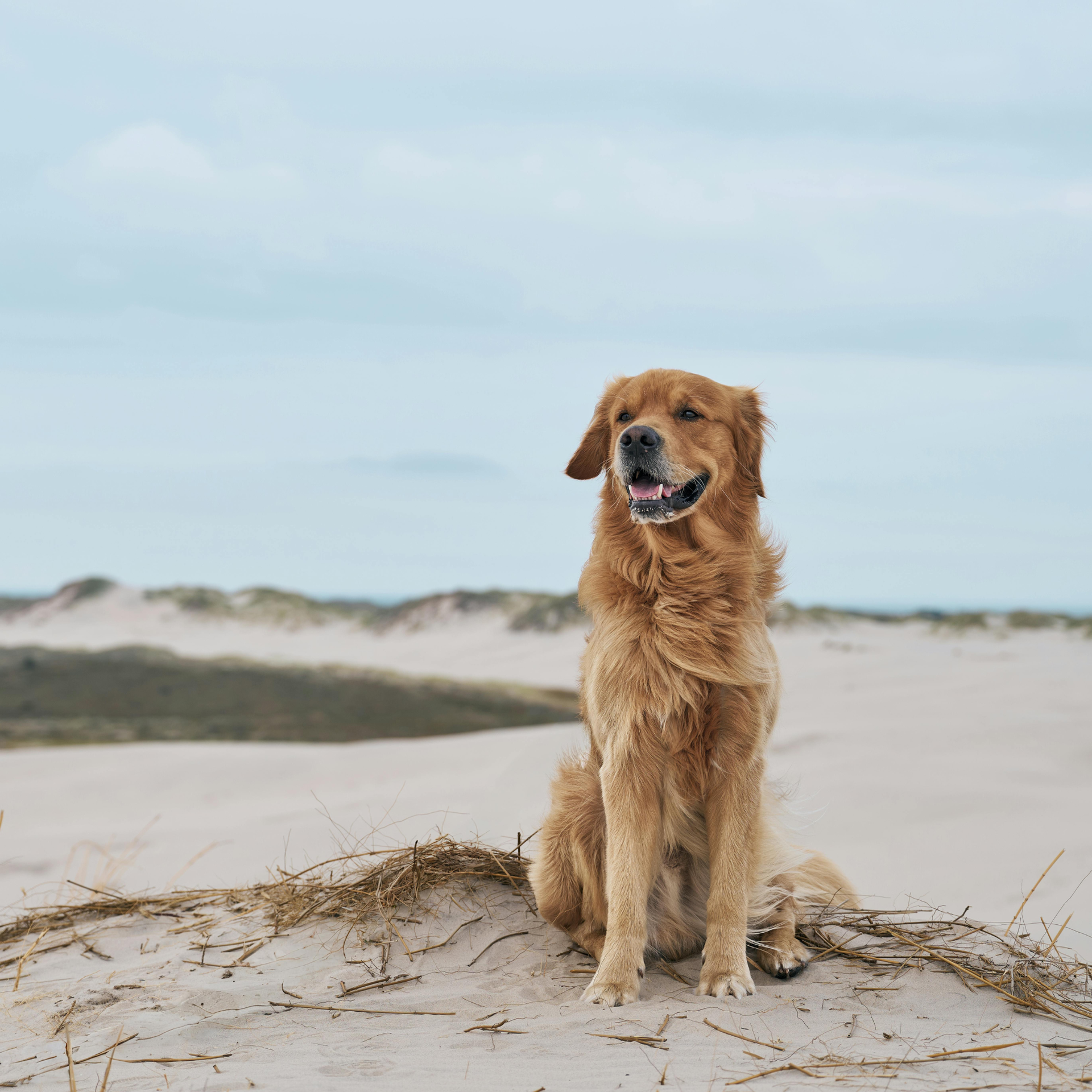 Golden retriever sitting on sandy dunes by the beach under a cloudy sky