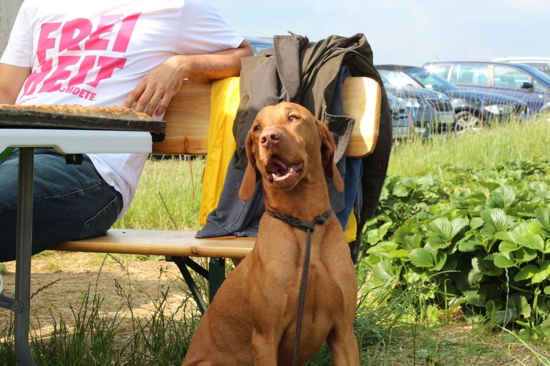 Ein Hund names Pluto