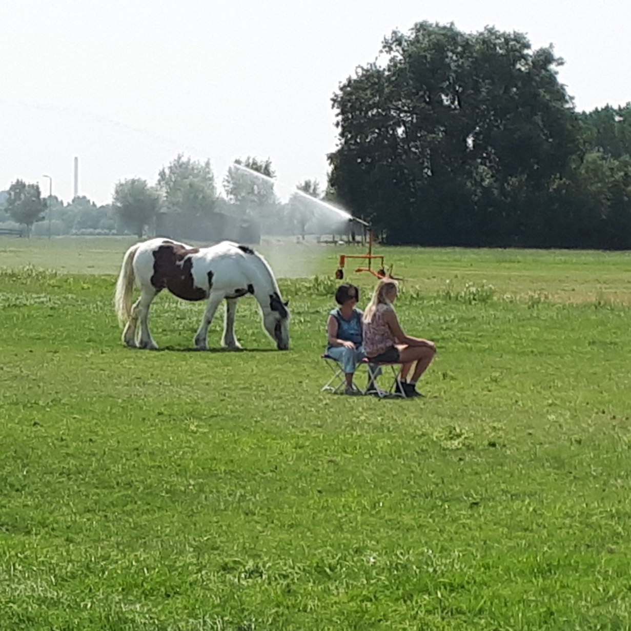 Een paard graast in een grasveld terwijl twee mensen op een zonnige dag in stoelen bij een sproeier zitten.