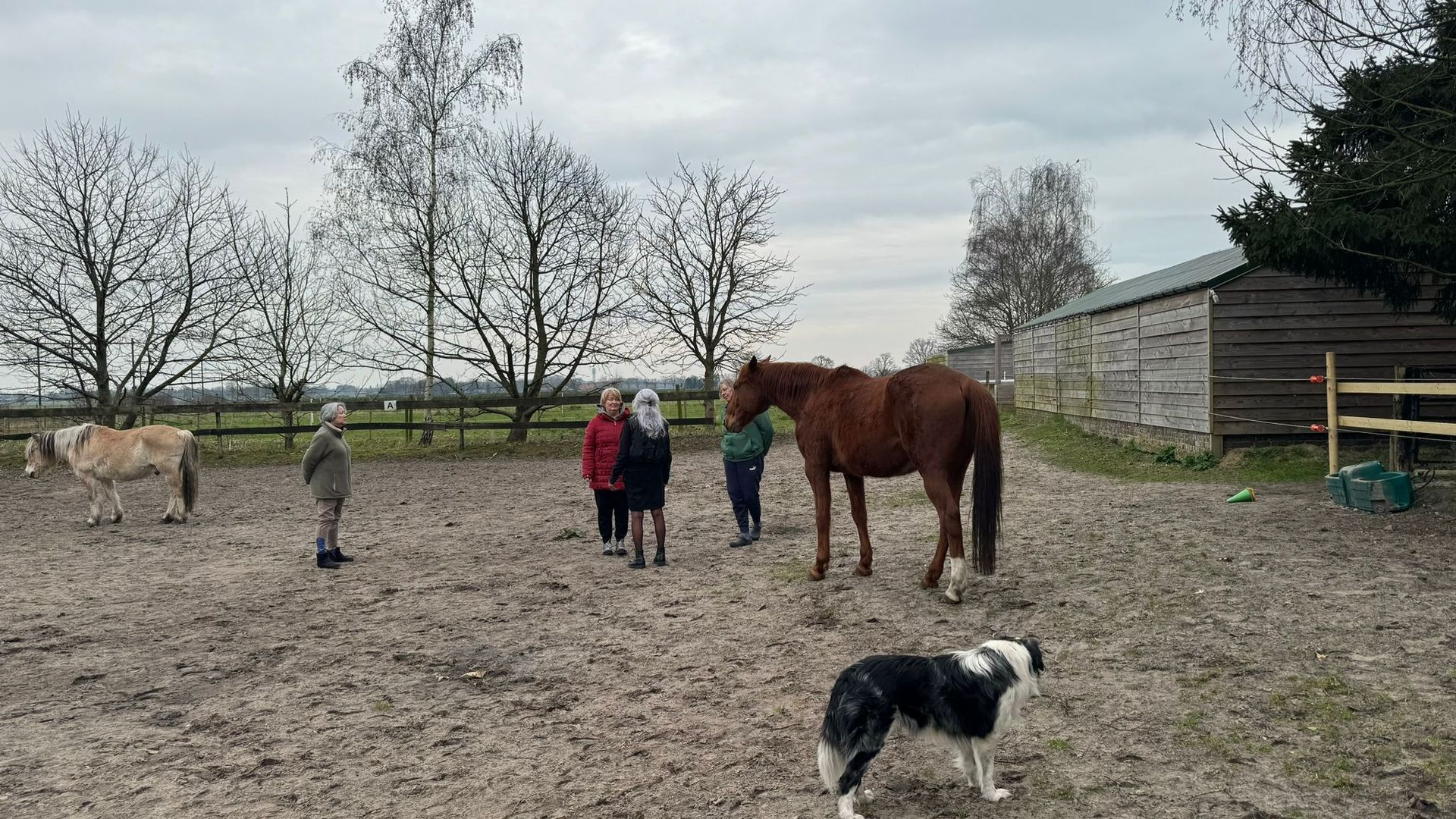 Paarden en mensen in een modderige weide op een bewolkte dag. Een hond staat er vlakbij. Een schuur op de achtergrond.