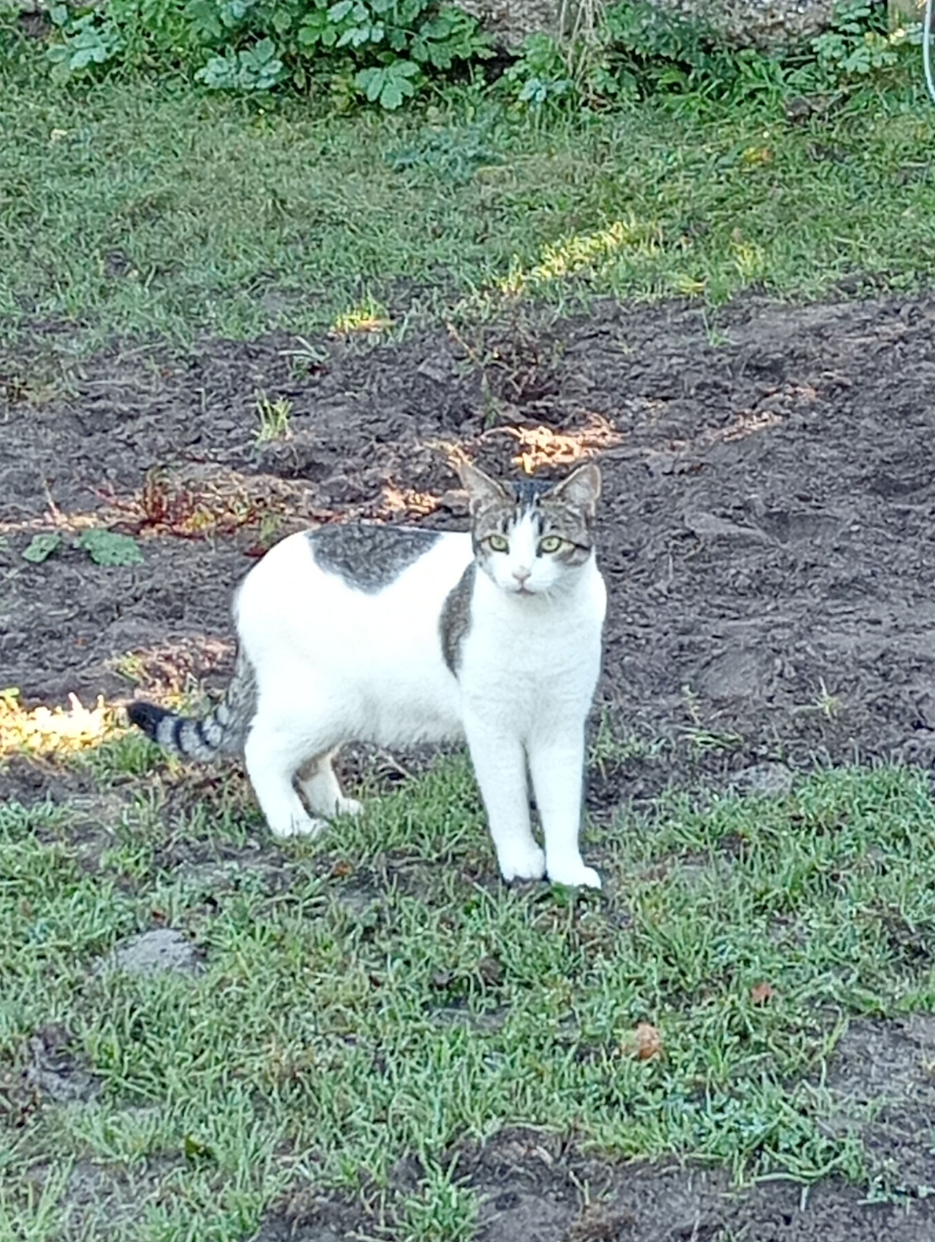 Een kat met witte en grijze vlekken staat in het gras en kijkt voor zich uit.