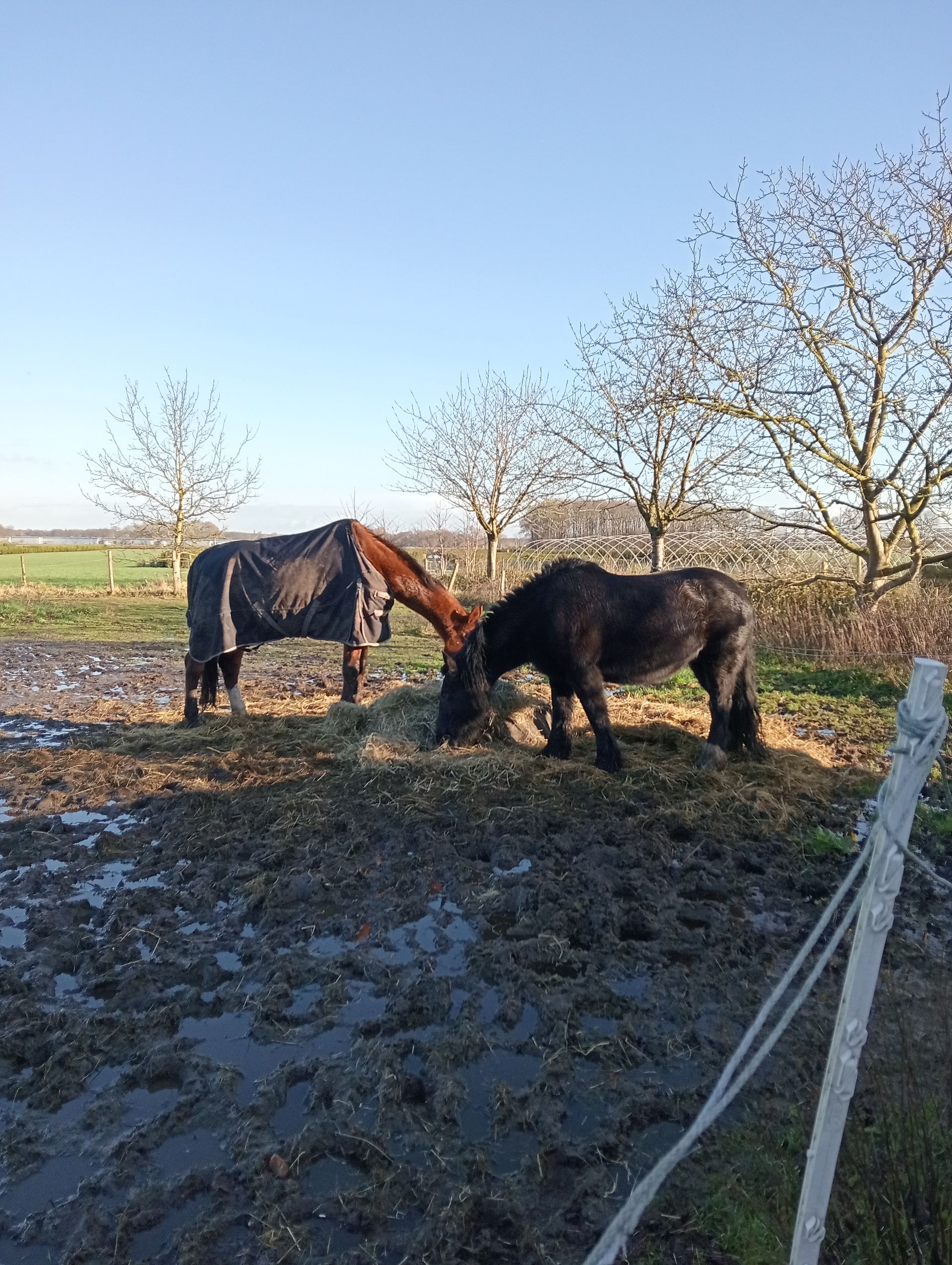 Twee paarden grazen in een modderig veld. Een van hen draagt een deken. Op de achtergrond zijn kale bomen en een blauwe lucht te zien.