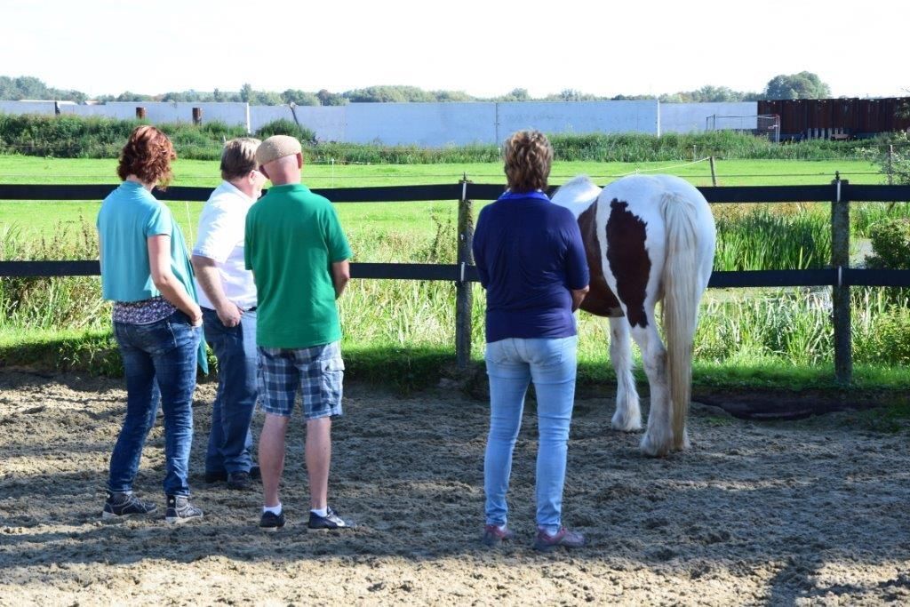 Vier mensen staan in de buurt van een gevlekt paard in een omheind buitengebied.