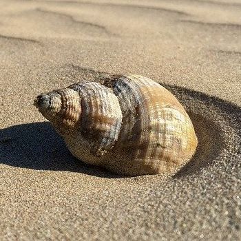 Schelp op het zand, spiraalvormig, lichtbruine en beige tinten, zonnige strandomgeving.