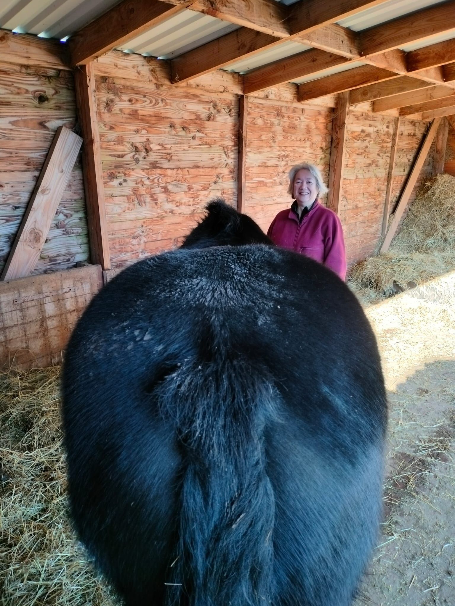 Een persoon glimlacht achter de achterhand van een zwart paard in een houten stal.