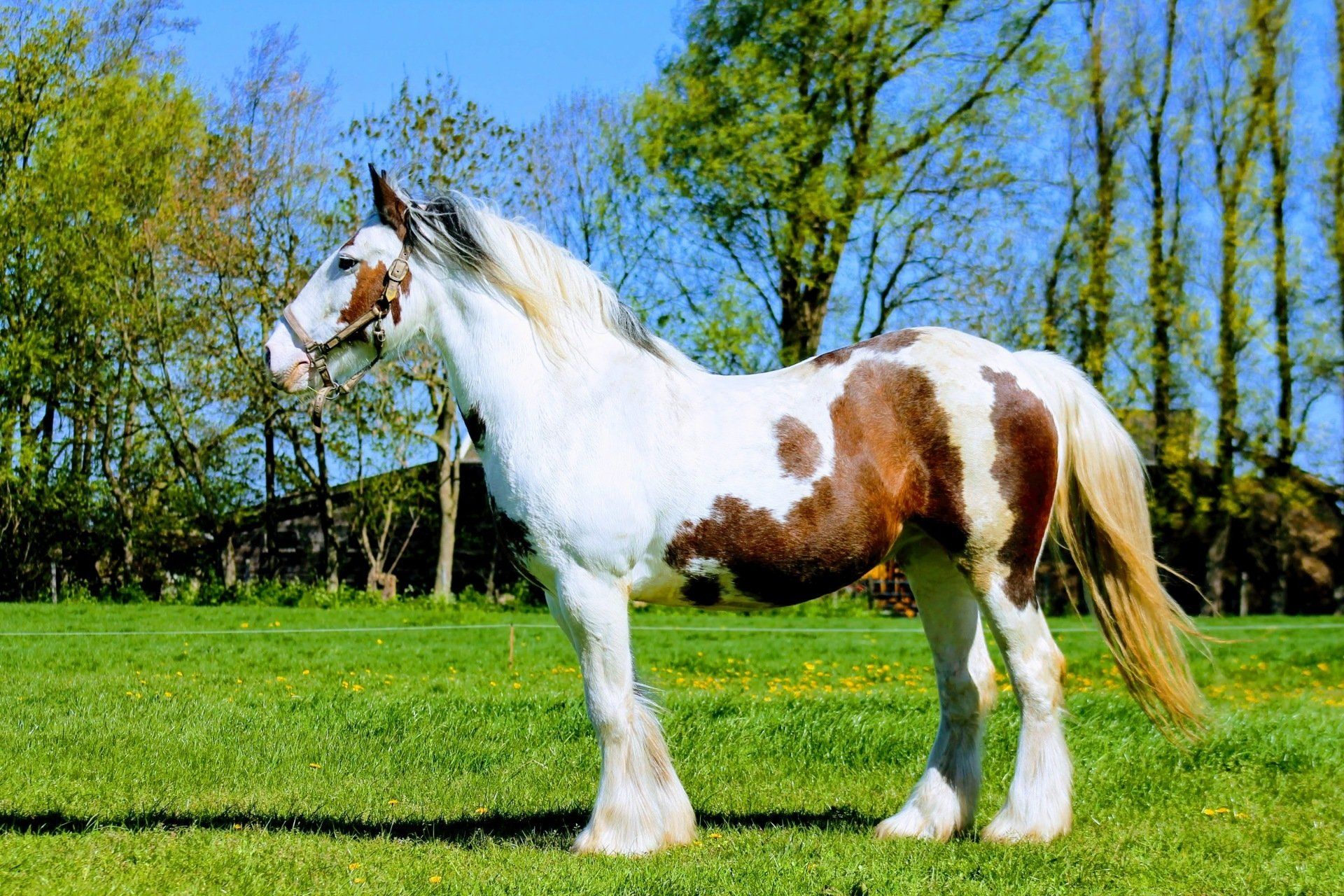 Bont paard in een grasveld met bomen, met bruine vlekken op een witte vacht, blonde manen en staart.