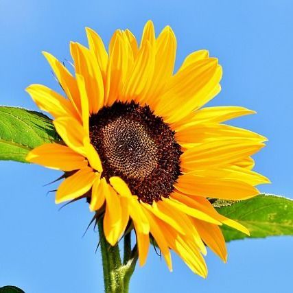 Gele zonnebloem met bruin hart, tegen een blauwe lucht, groene bladeren, buiten.