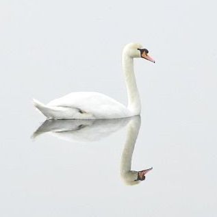 Zwaan drijvend op stil water; witte veren, gebogen nek, weerspiegeling zichtbaar.