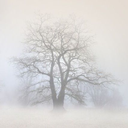 Een kale boom in een mistig veld, met uitgestrekte takken. Bleke kleuren vloeien samen met de mist.