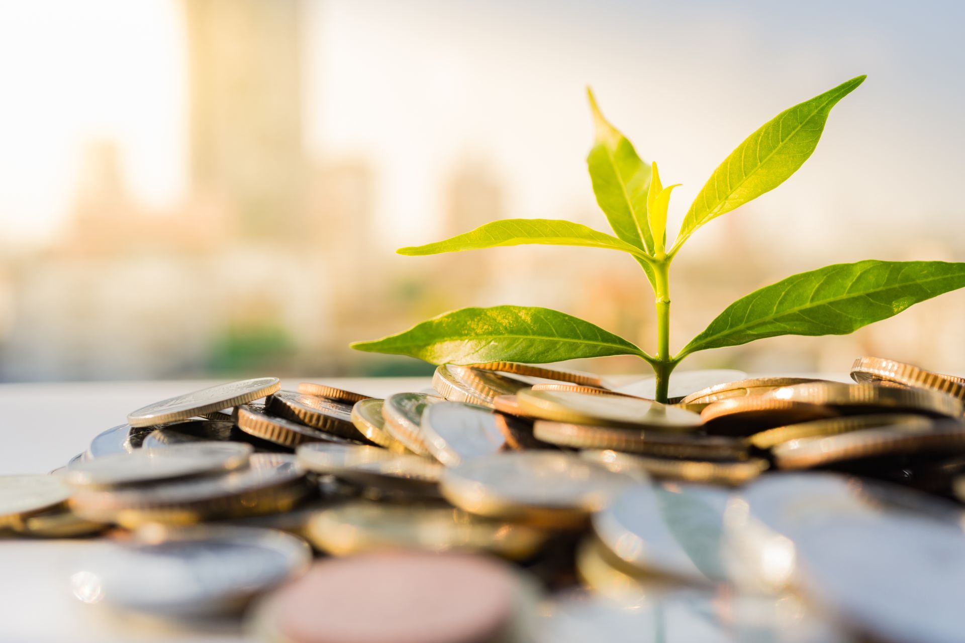 A small plant is growing out of a pile of coins.